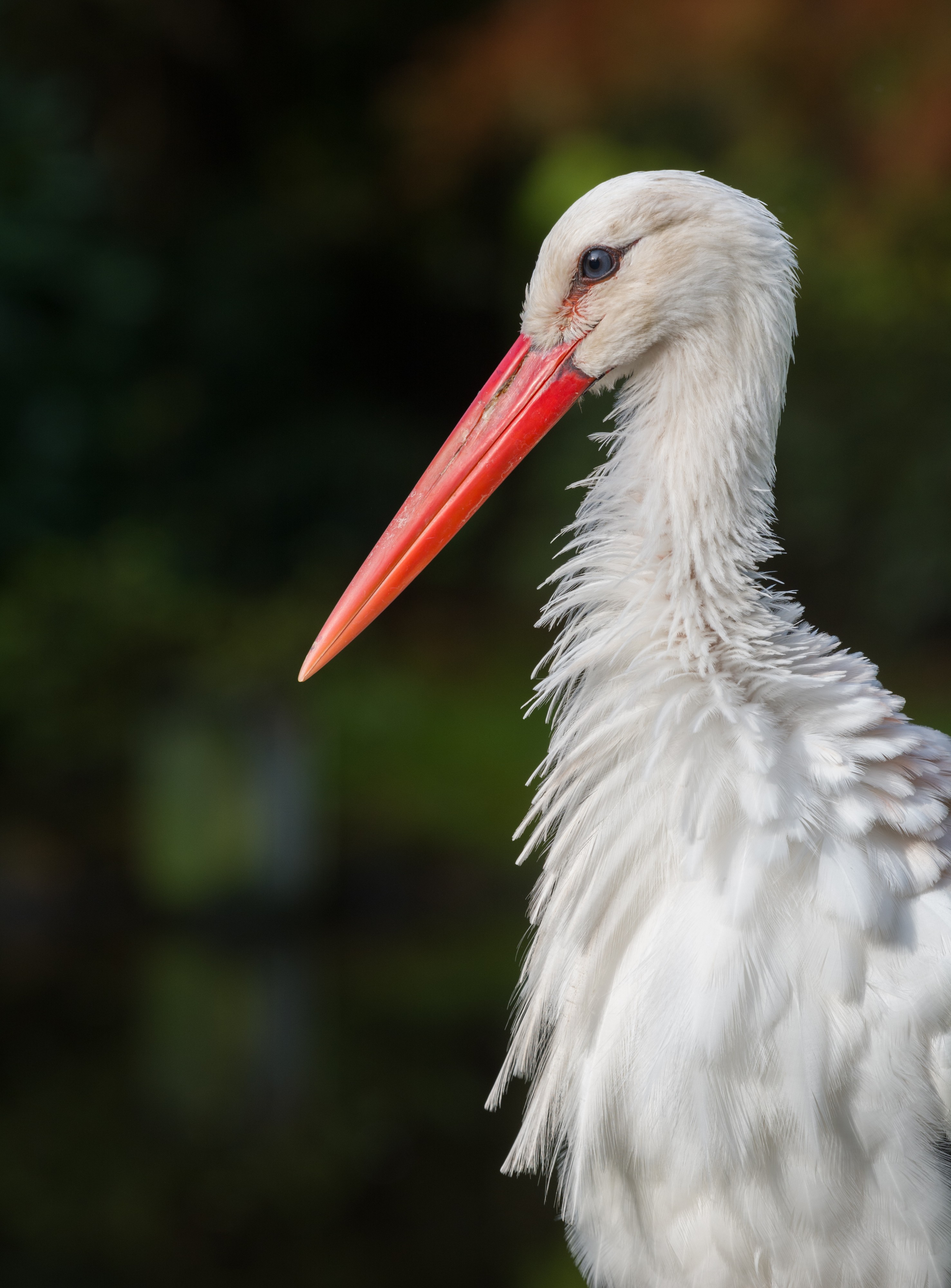 Weißstorch Walsrode 2014 01