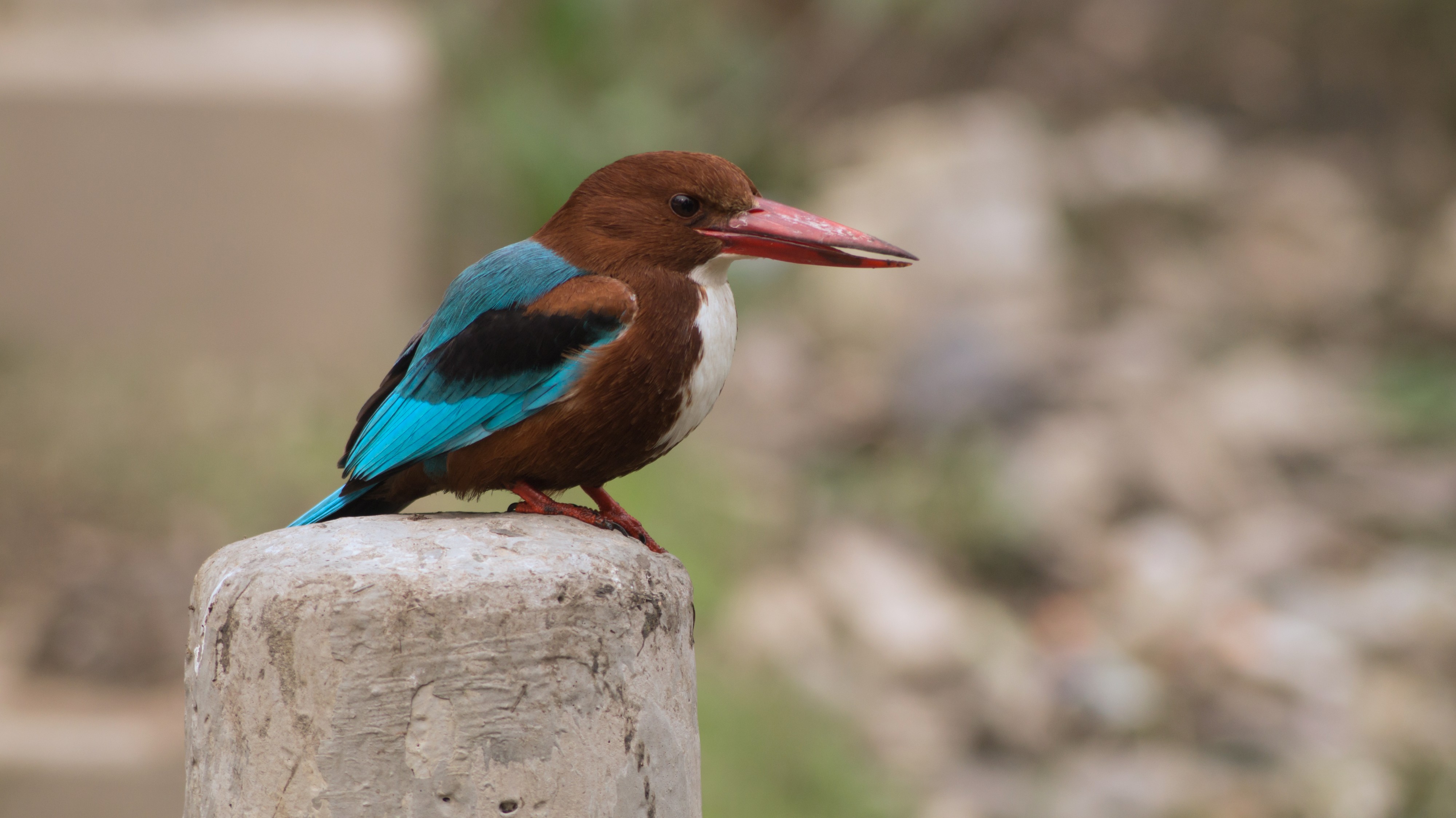 White-throated kingfisher in Ludhiana disctrict, Punjab, India 03
