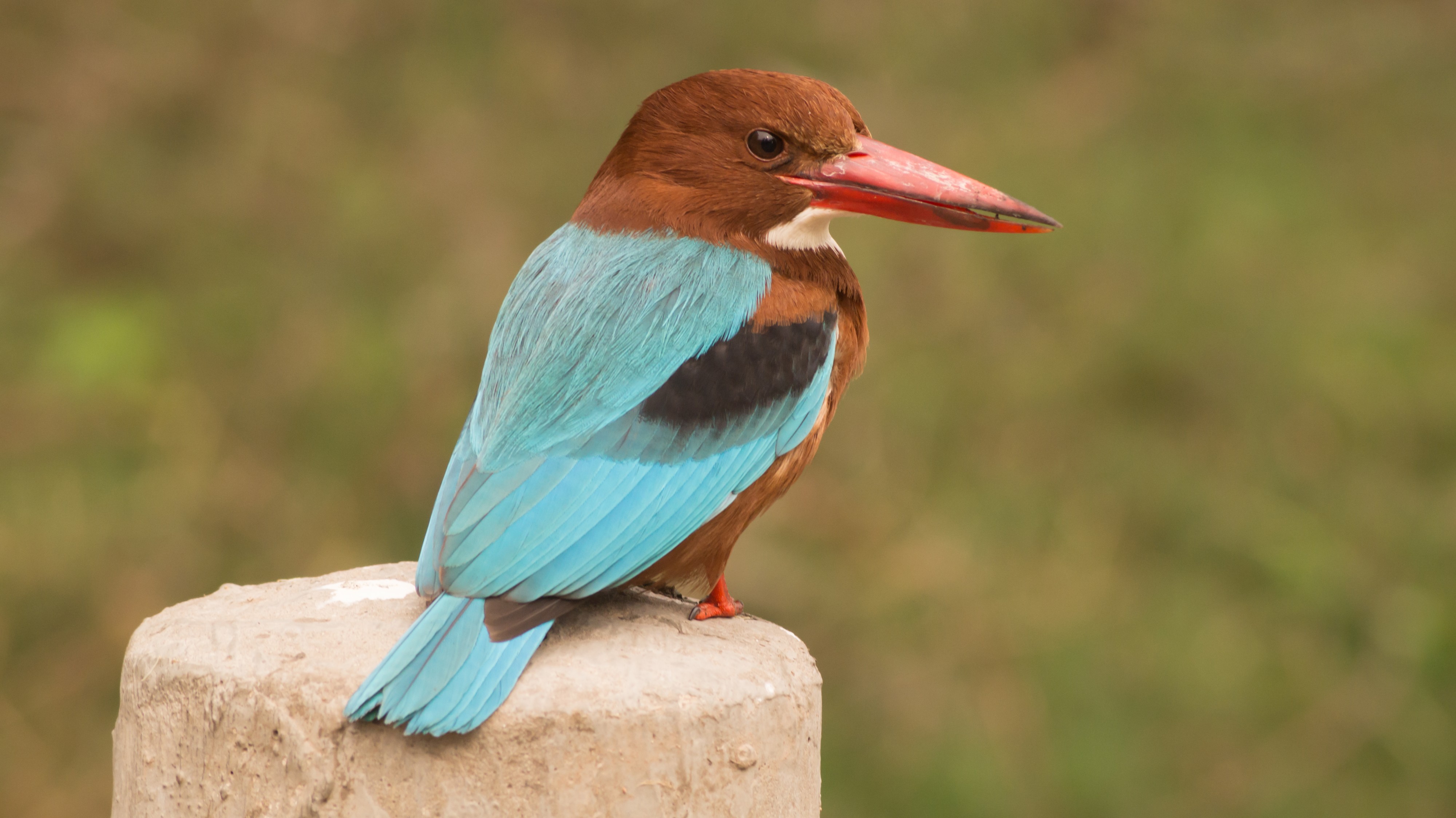 White-throated kingfisher in Ludhiana disctrict, Punjab, India 09