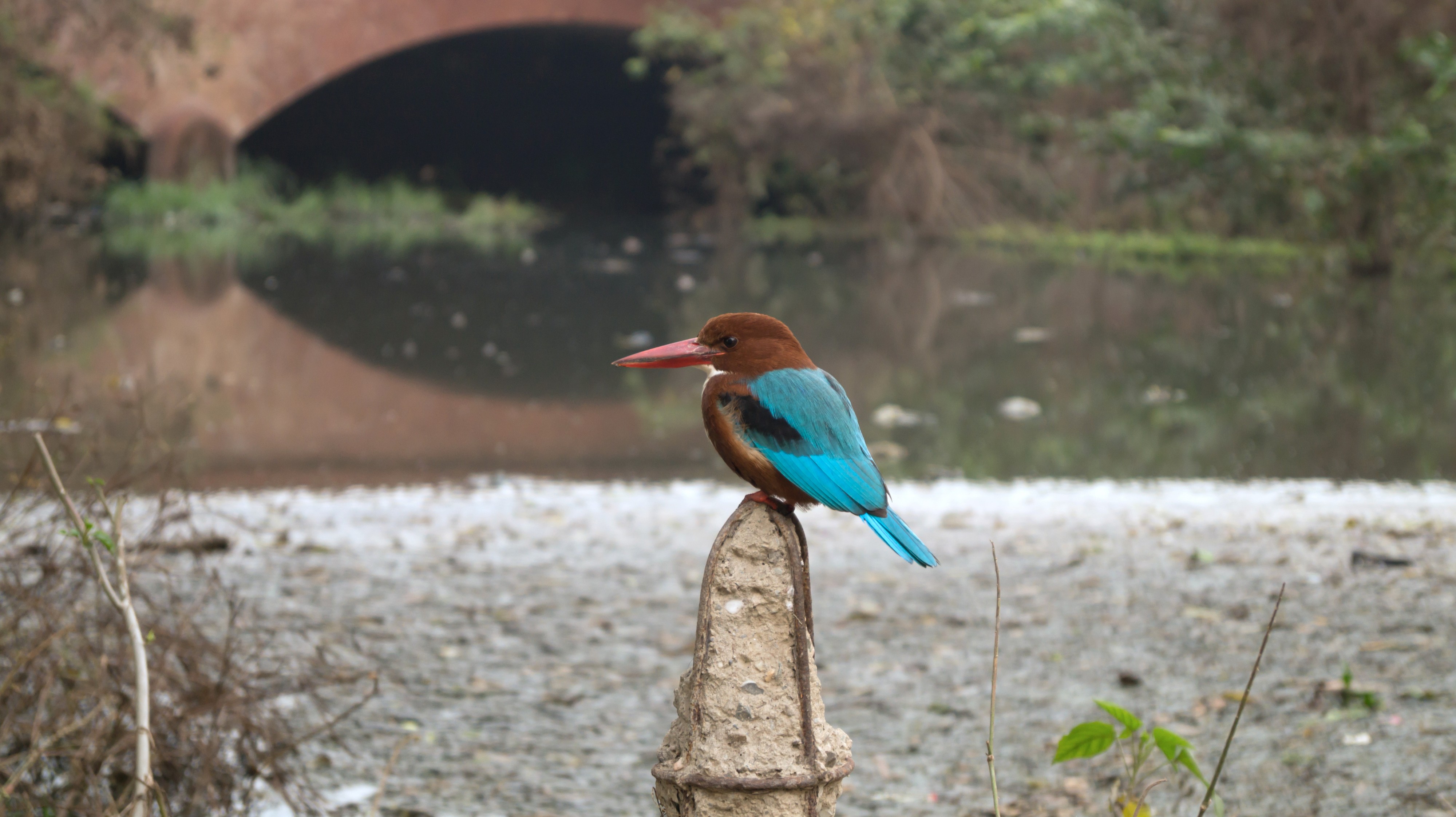 White-throated kingfisher near village Zulamgarh, Ludhiana district, Punjab