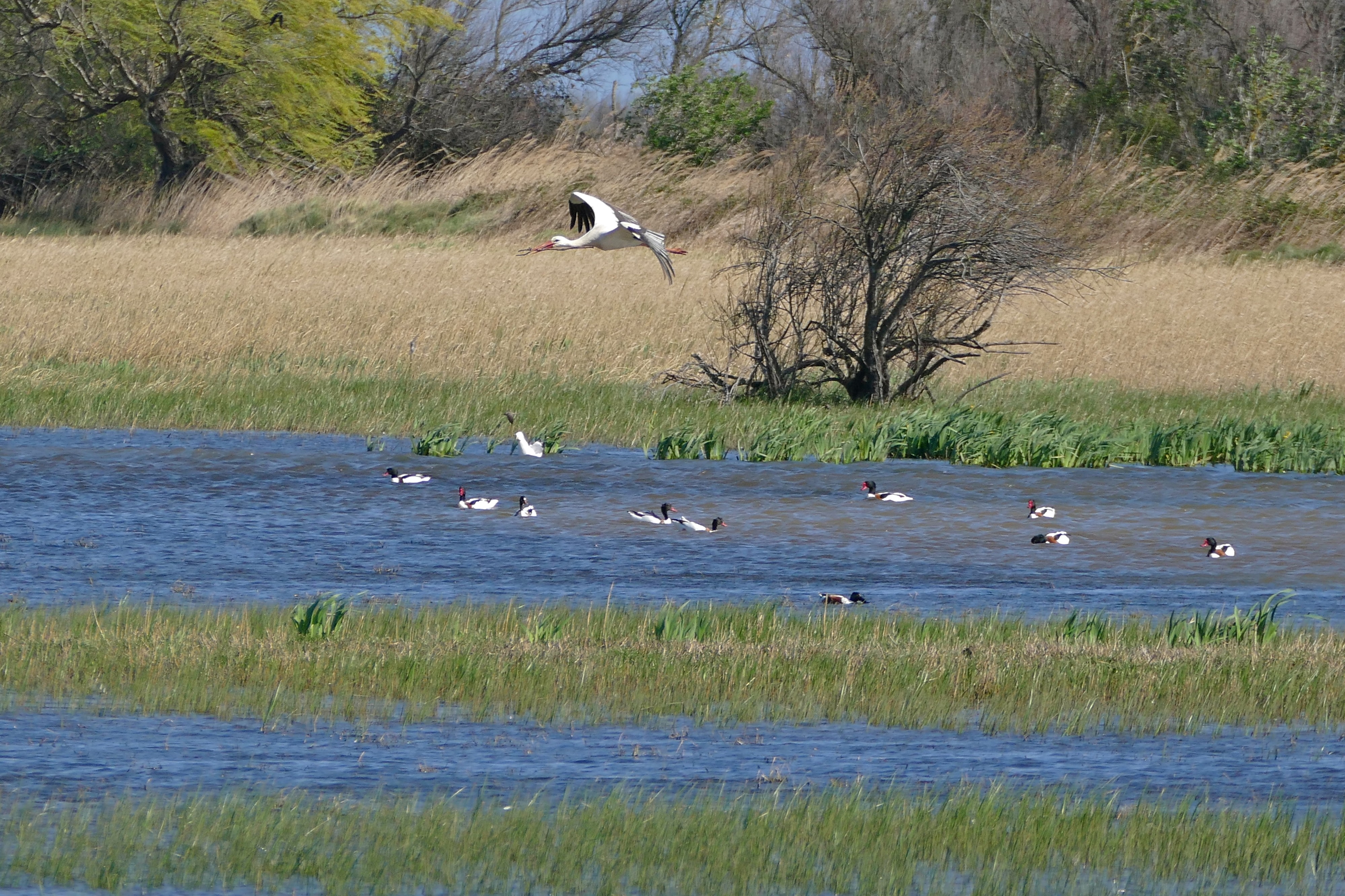 White Stork (Ciconia ciconia) over Common Shellducks (25438123844)