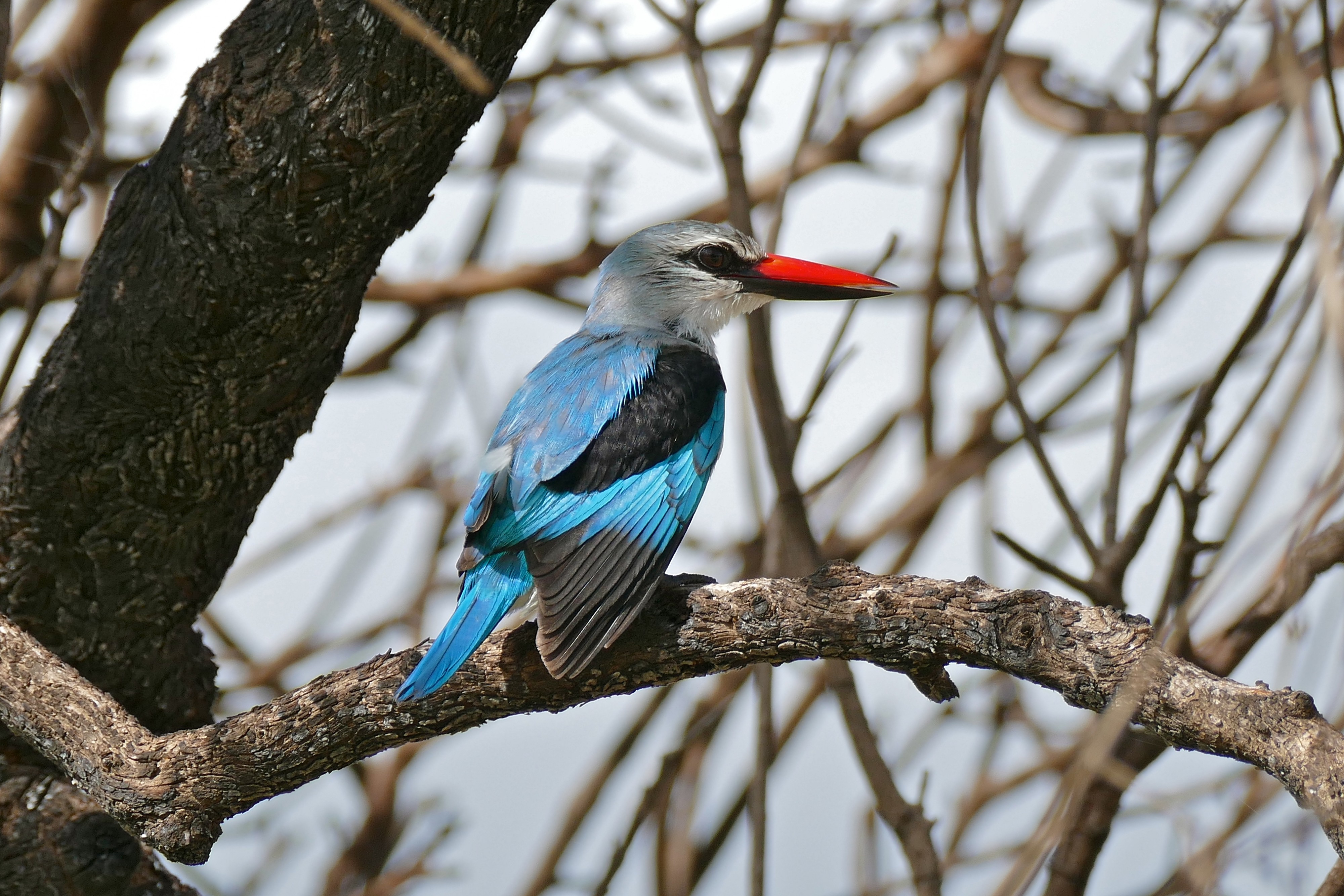 Woodland Kingfisher (Halcyon senegalensis) (16768313526)