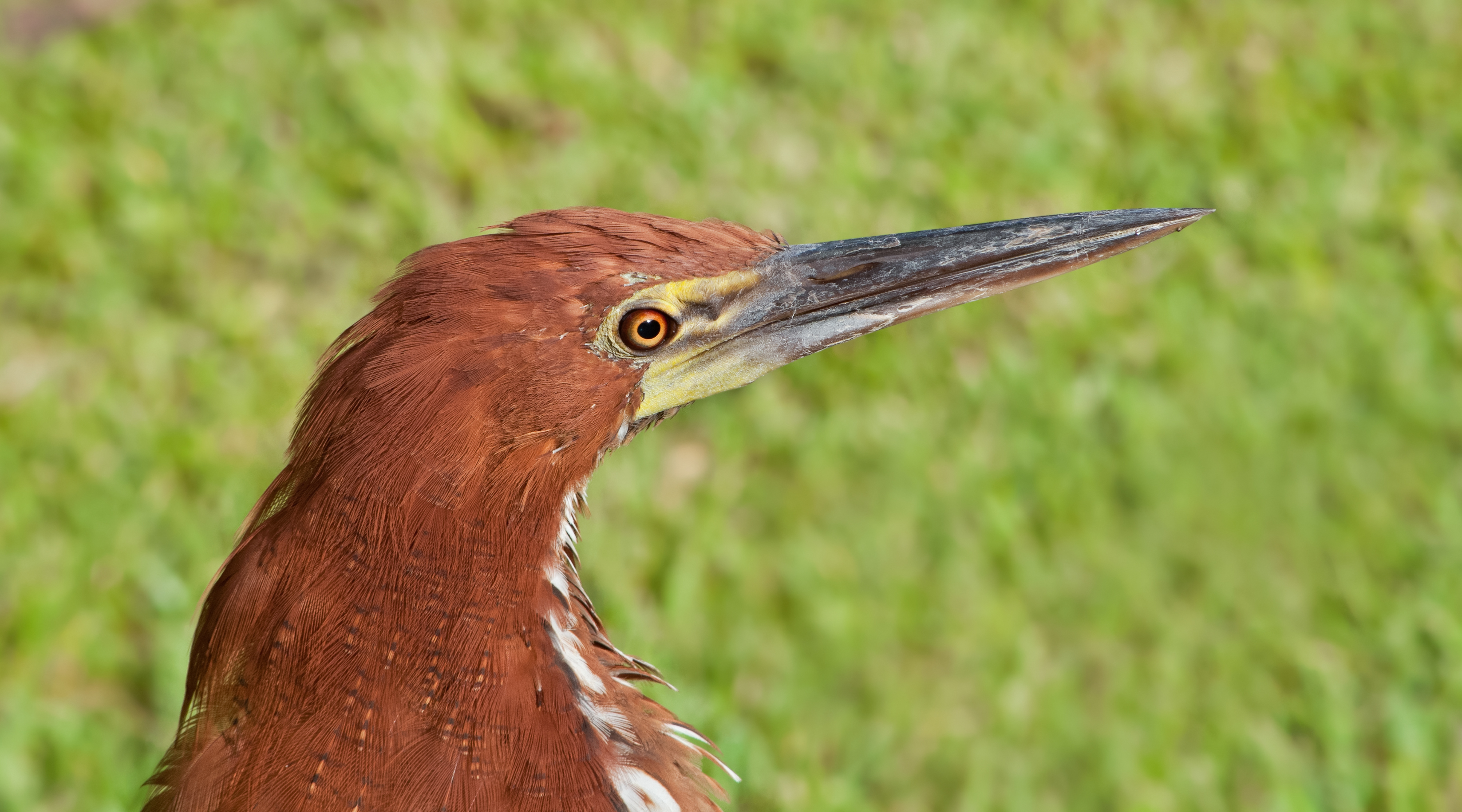 Tigrisoma lineatum portrait