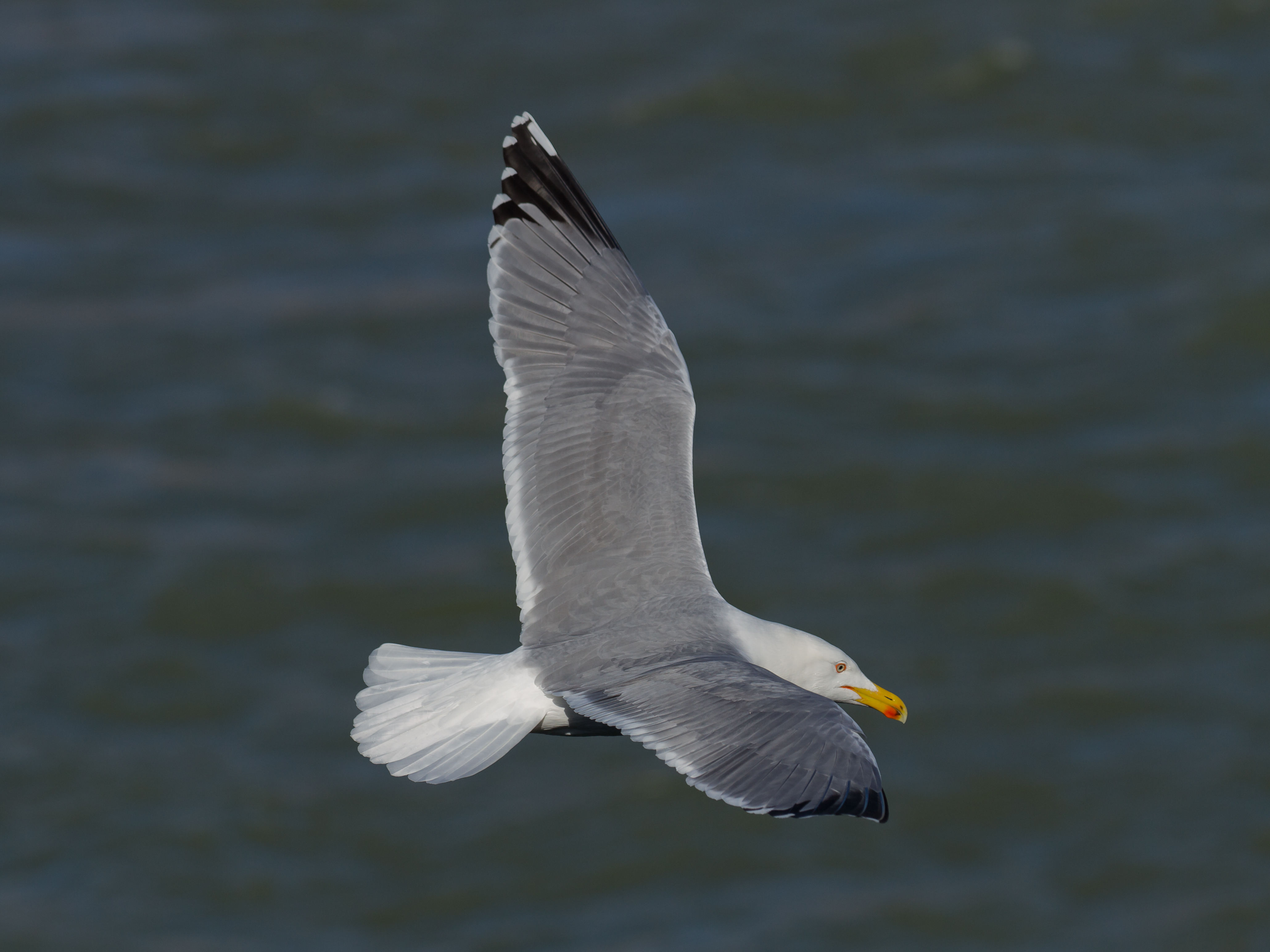 Toulouse - Bazacle - Larus michahellis - 2013-02-17 - 1