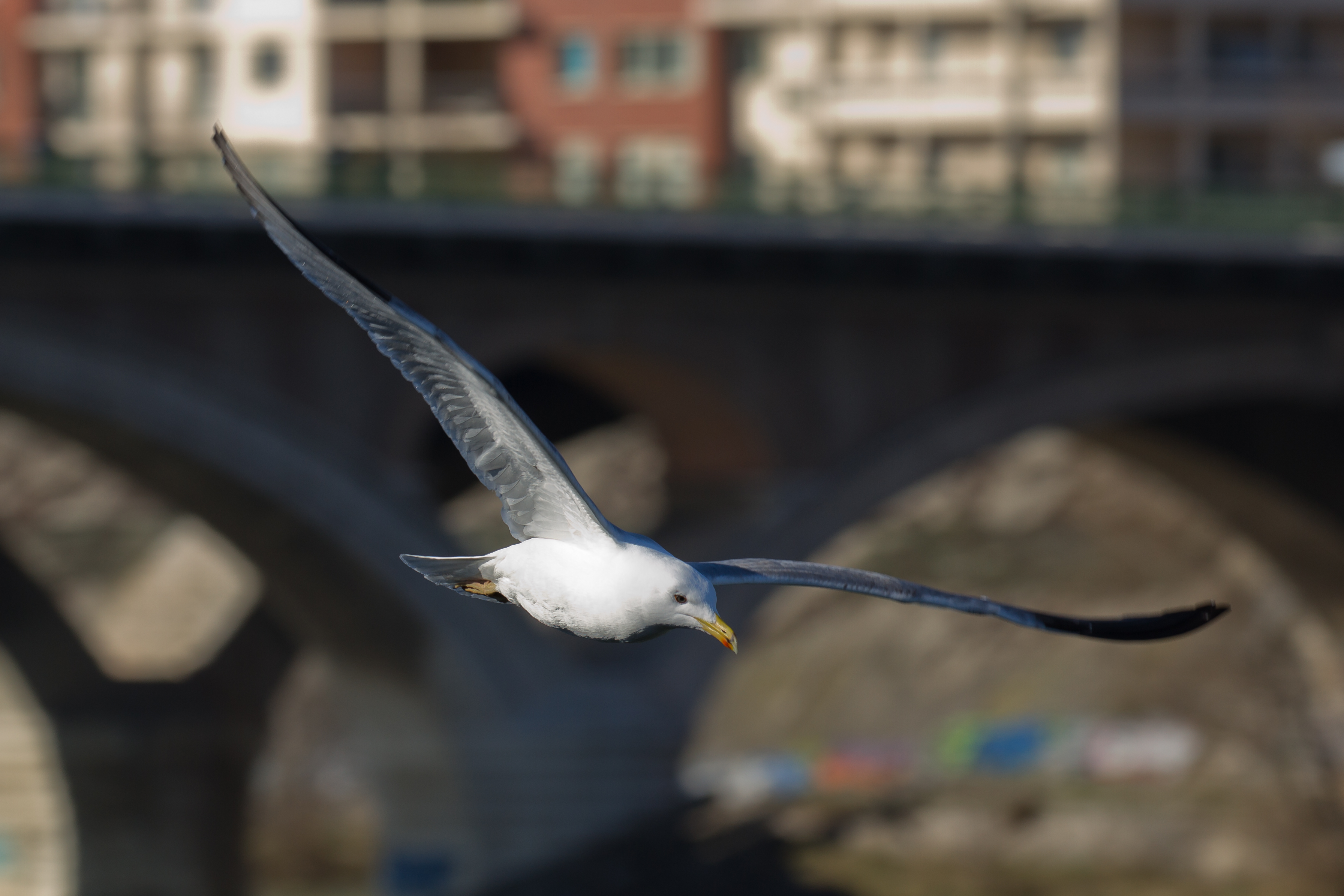 Toulouse - Bazacle - Larus michahellis - 2013-02-17 - 3