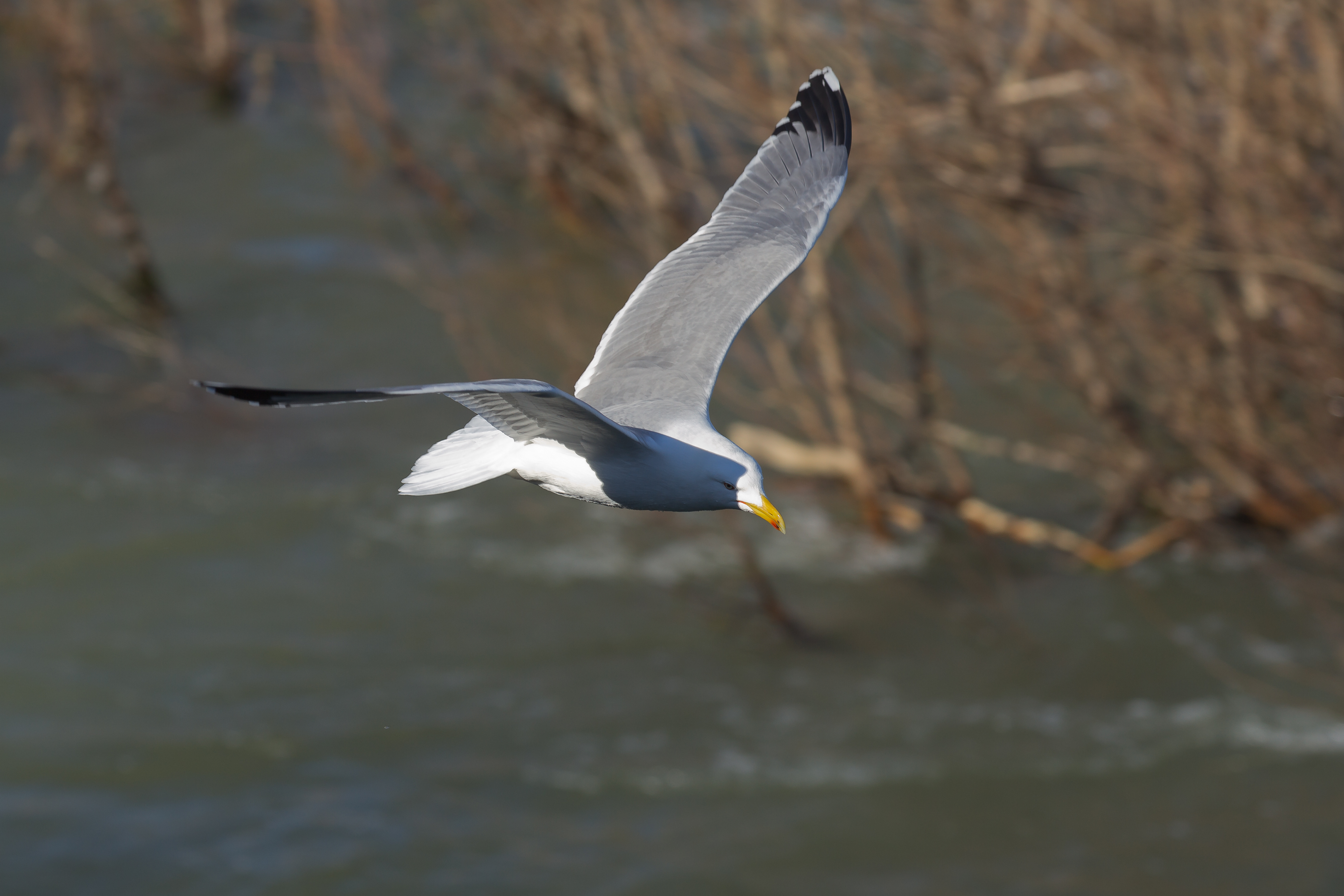 Toulouse - Bazacle - Larus michahellis - 2013-02-17 - 4