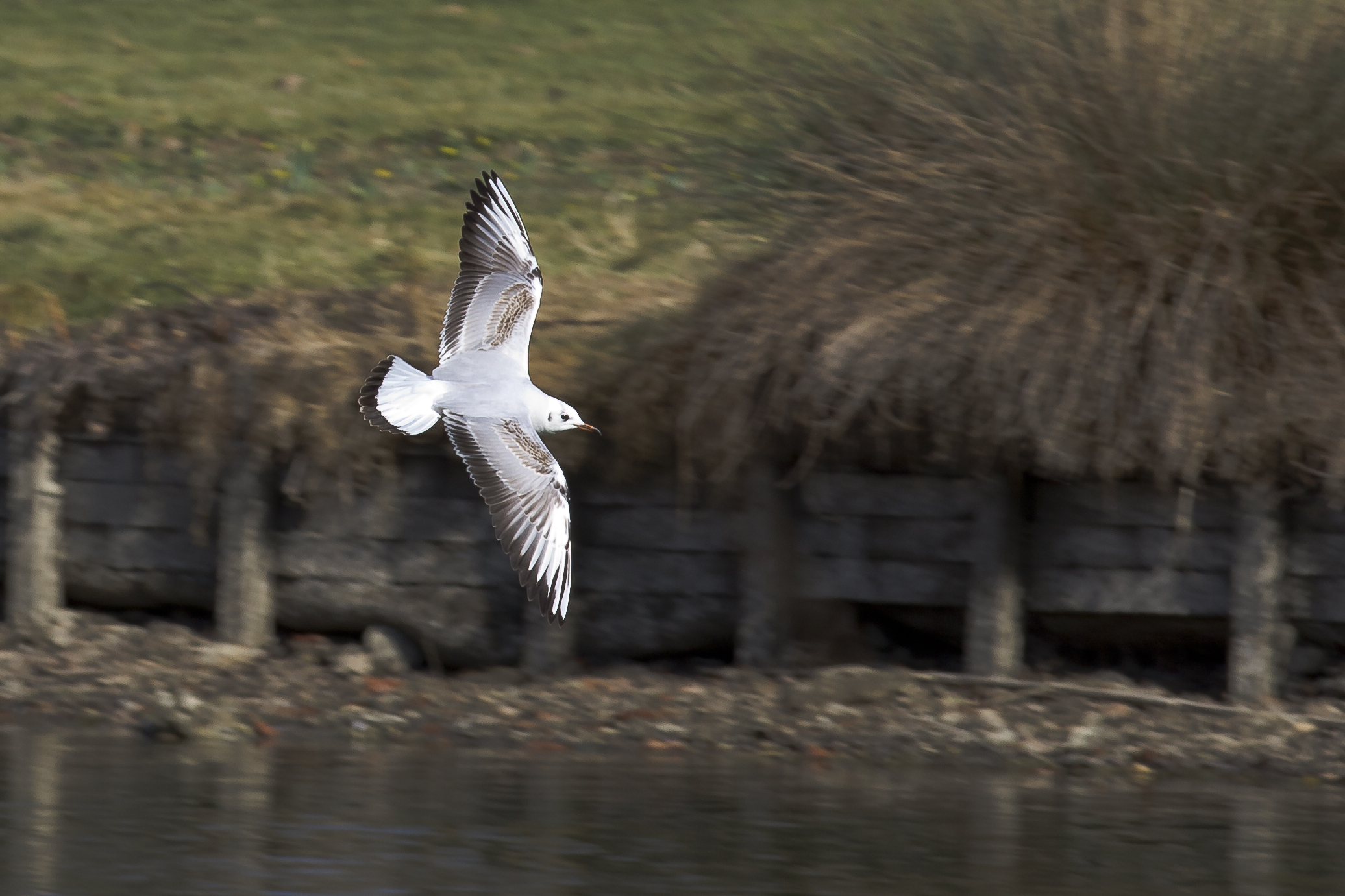 Toulouse - Chroicocephalus ridibundus in flight - 2012-02-26 - 01