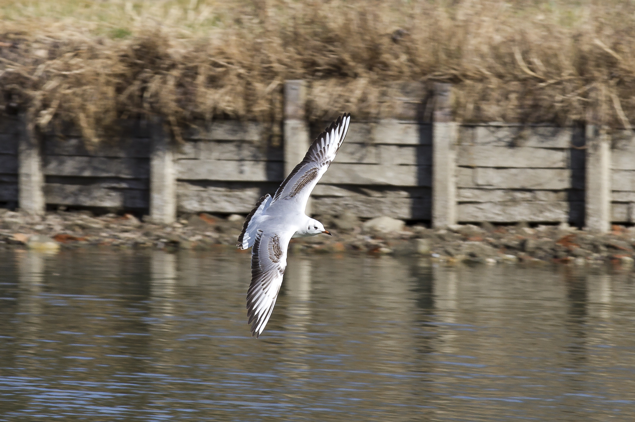 Toulouse - Chroicocephalus ridibundus in flight - 2012-02-26 - 02
