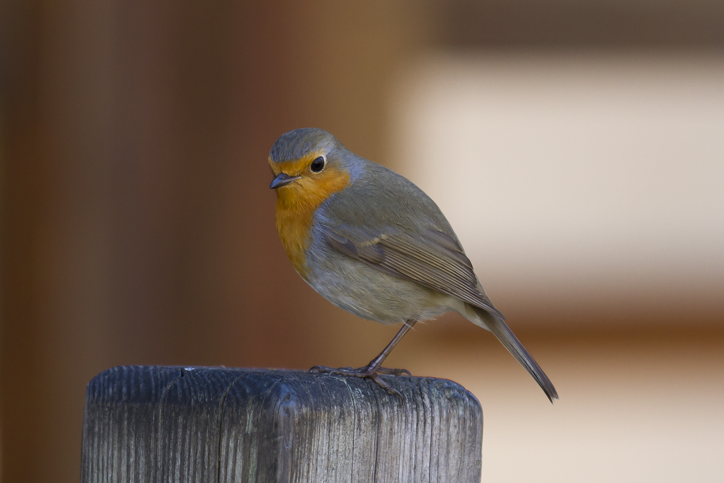 Toulouse - European robin - 2012-02-18 - 02