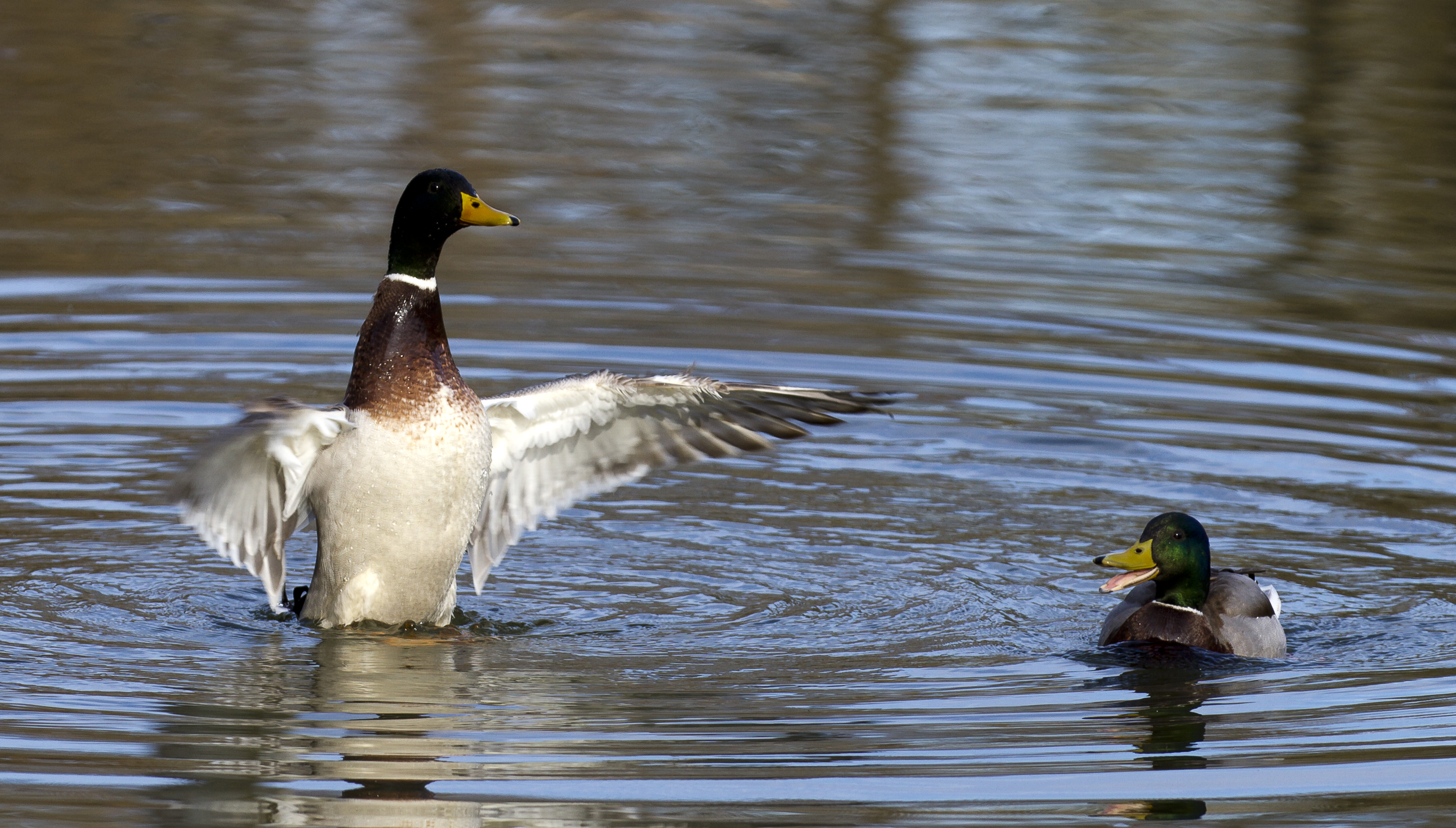 Toulouse - Mallard ducks - 2012-03-10