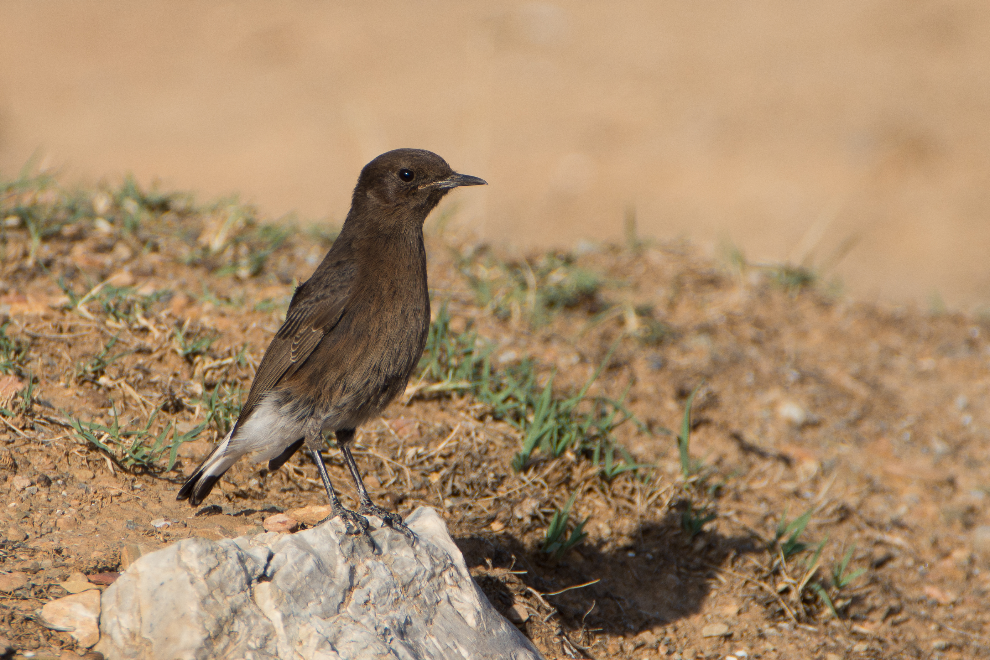 Traquet rieur Oenanthe leucura - Black Wheatear (Ichkeul)