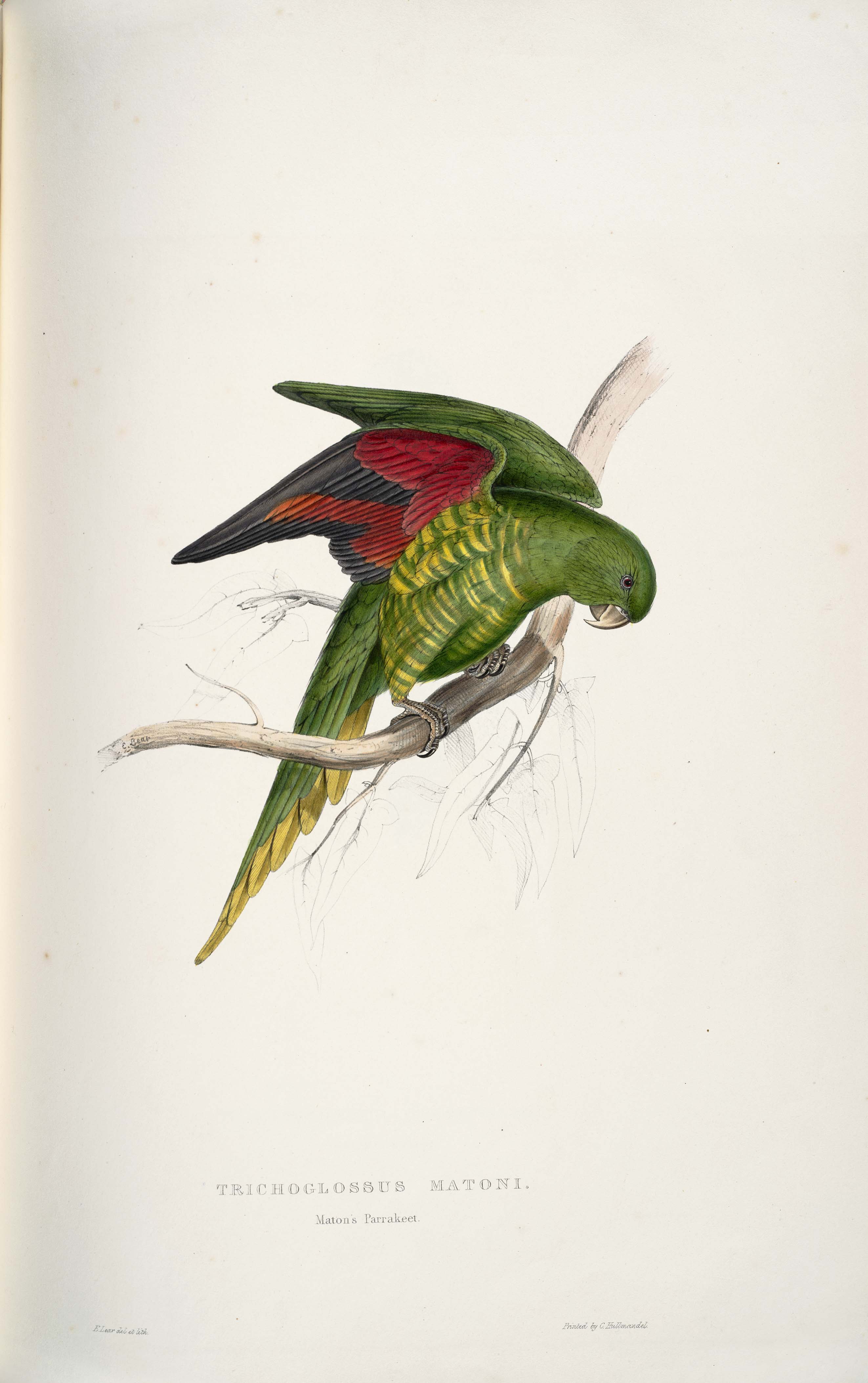 Trichoglossus chlorolepidotus -Trichoglossus matoni Maton's Parrakeet -by Edward Lear 1812-1888
