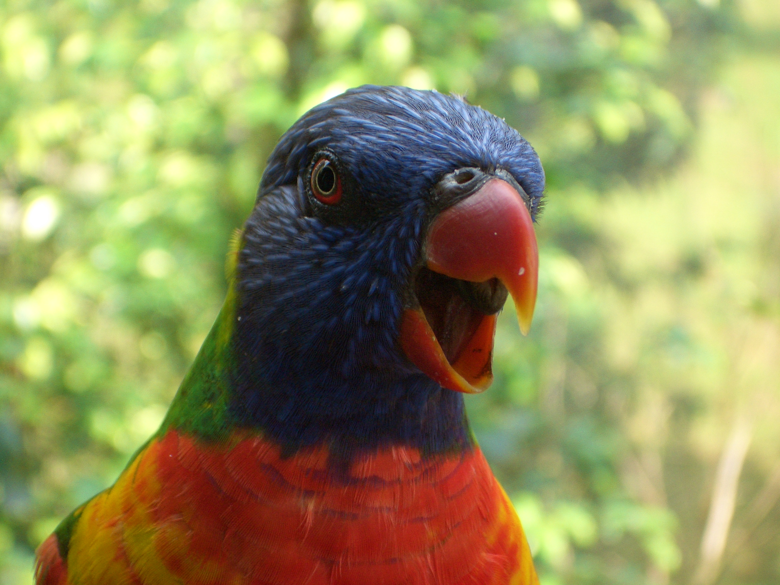 Trichoglossus haematodus -mouth open-6