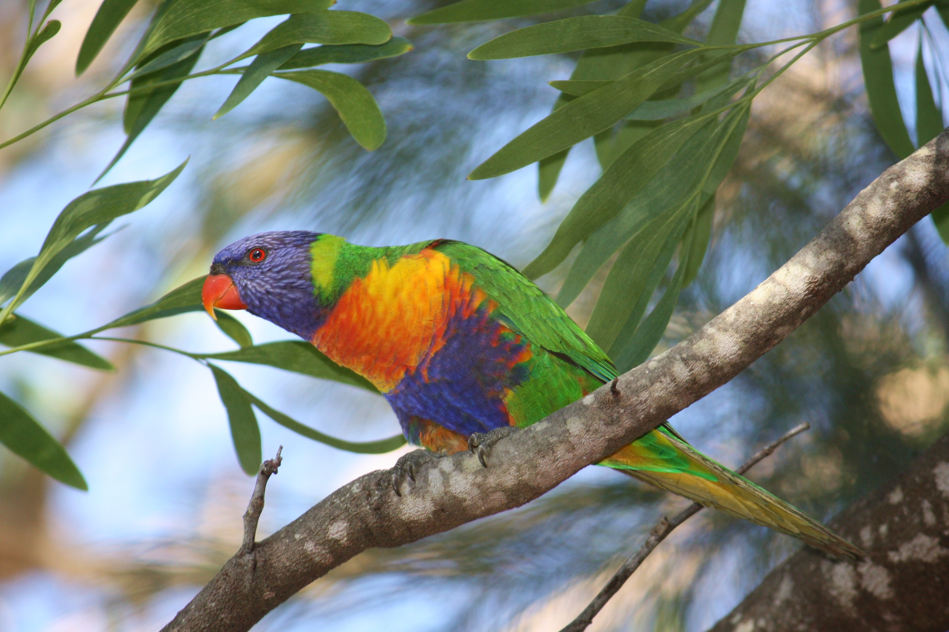 Trichoglossus moluccanus, Mount Coot-tha Botanic Gardens, Brisbane, Australia 2