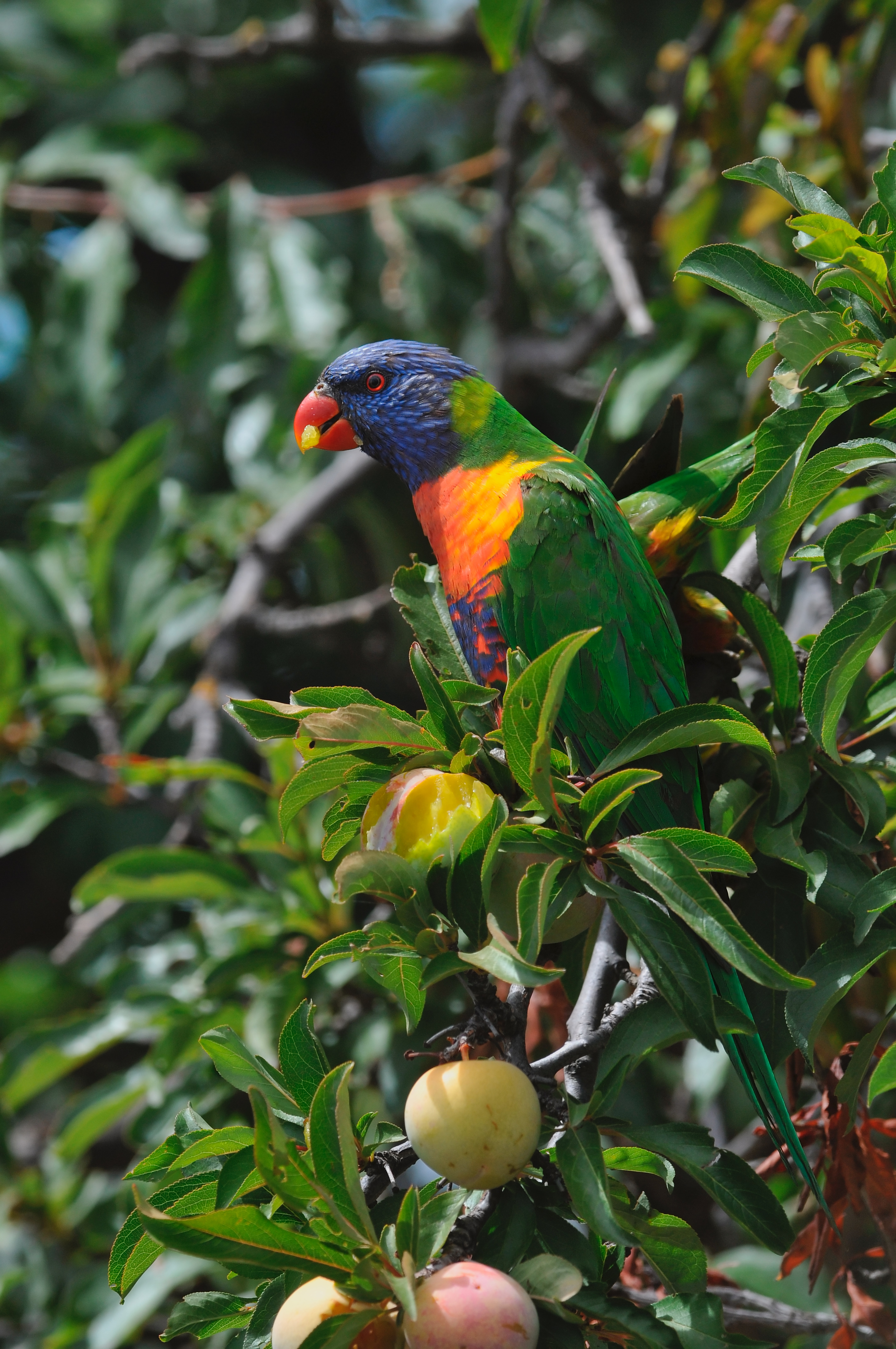 Trichoglossus moluccanus eating plums