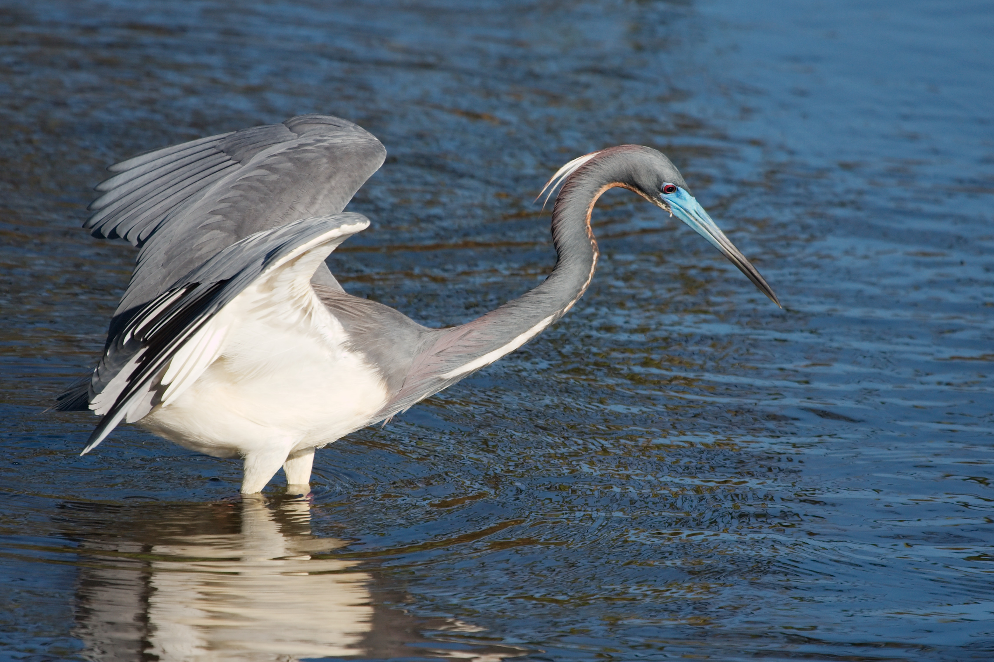 Tricolored Heron 0919