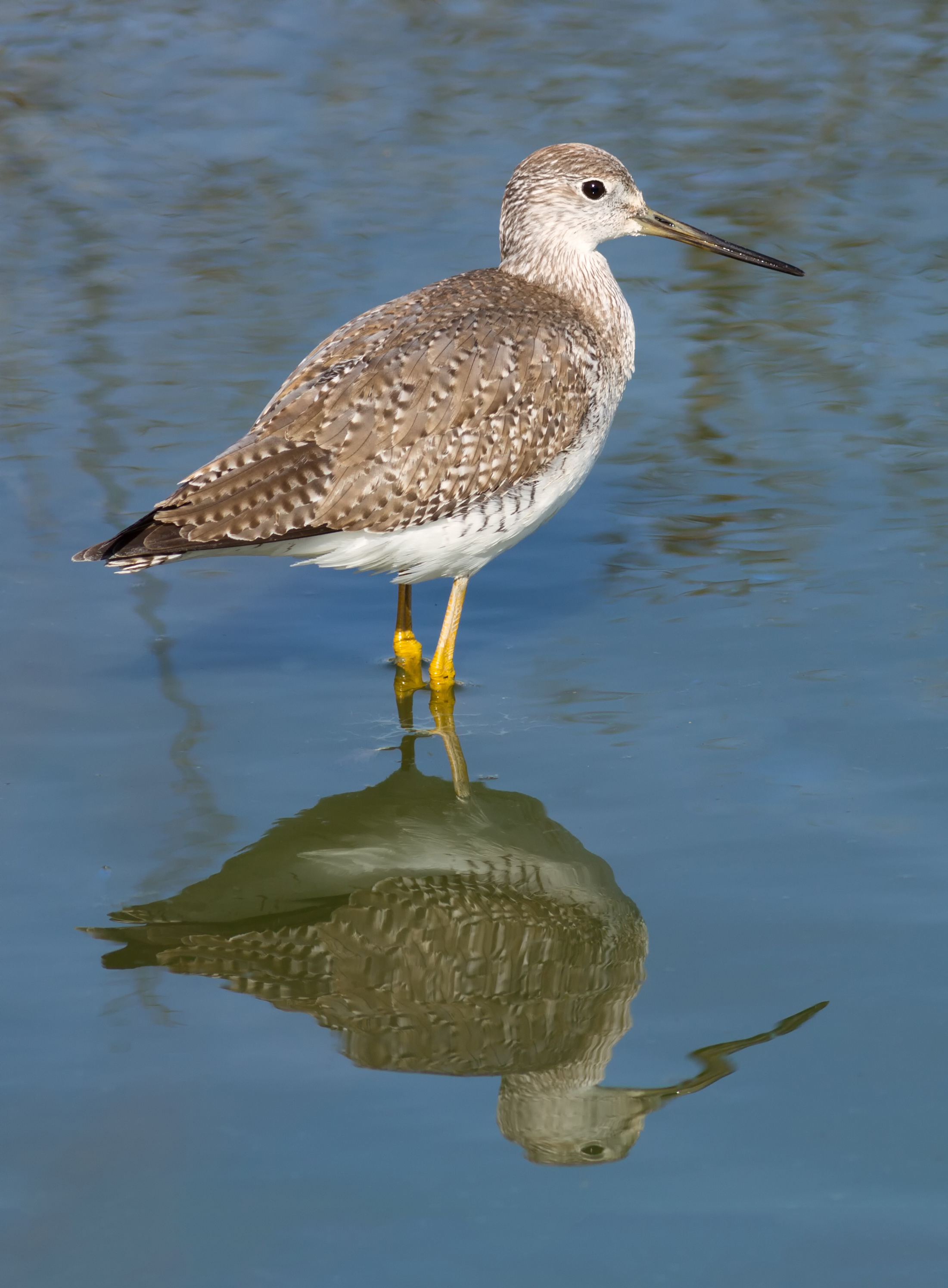 Tringa melanoleuca at Las Gallinas Wildlife Ponds