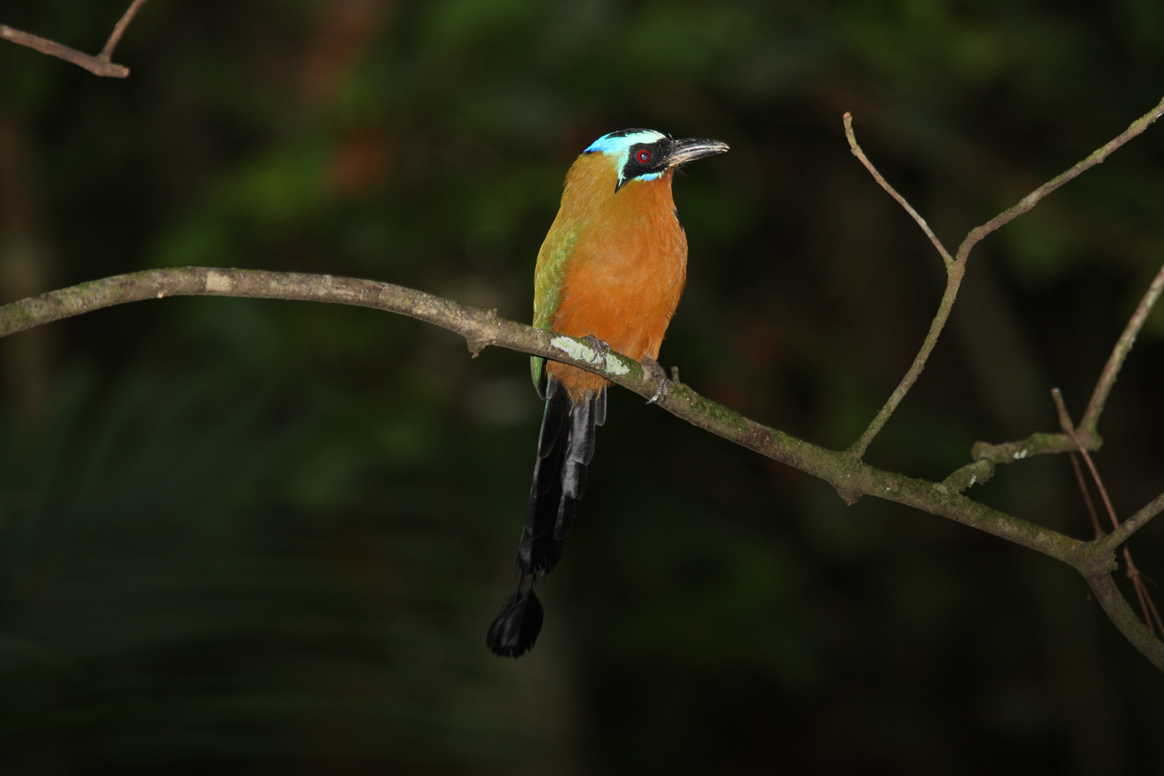 Trinidad Motmot (Momotus bahaemsis) (4090306406)