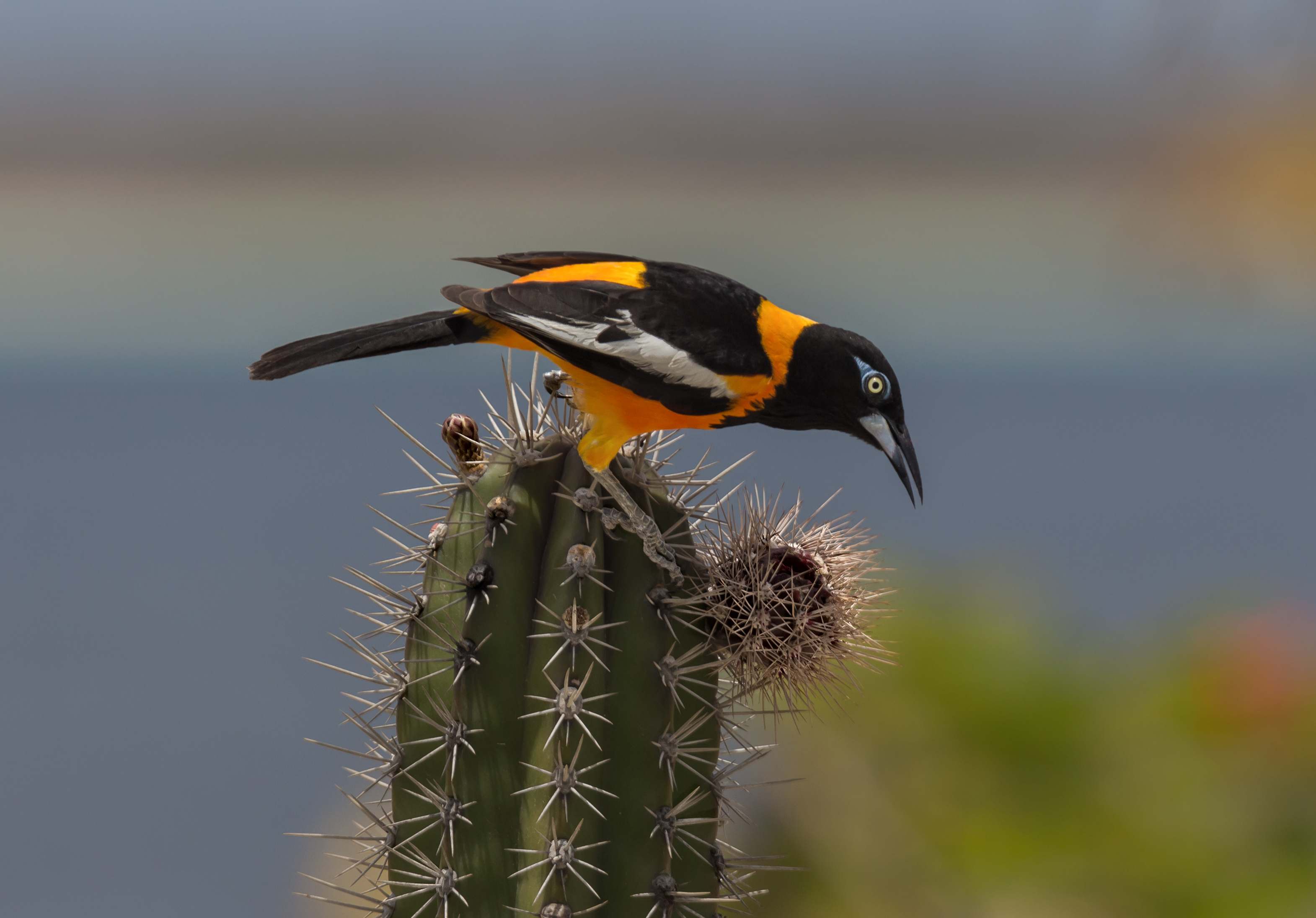 Troupial (Icterus icterus)