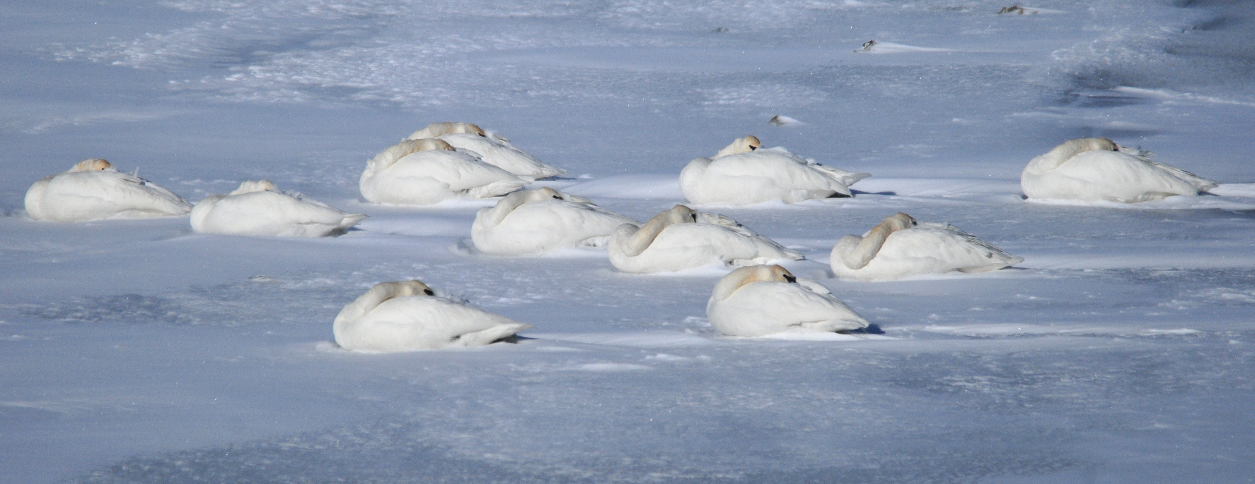 Trumpeter Swans on Seedskadee NWR (23824102132)