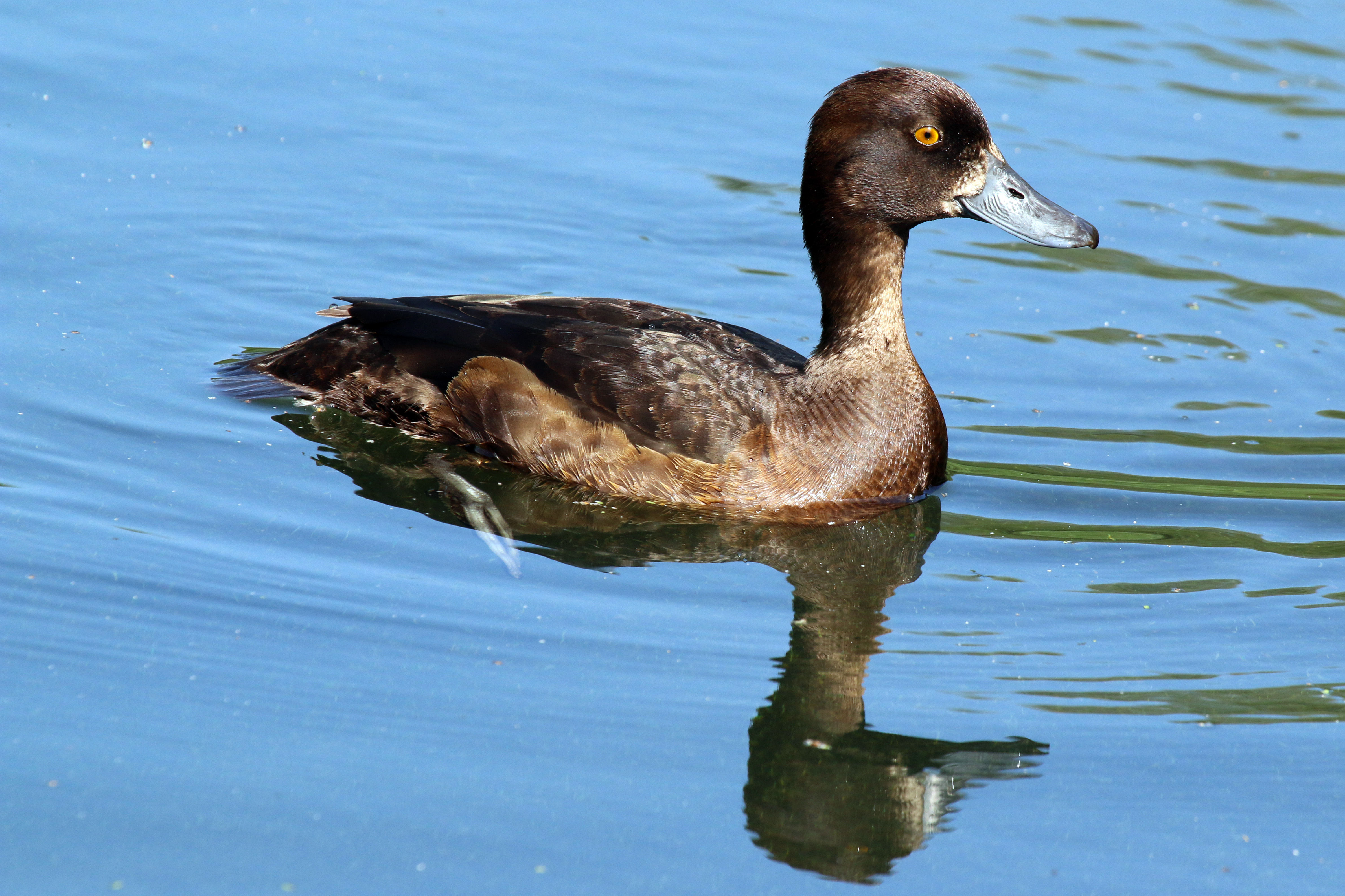 Tufted duck (Aythya fuligula) female