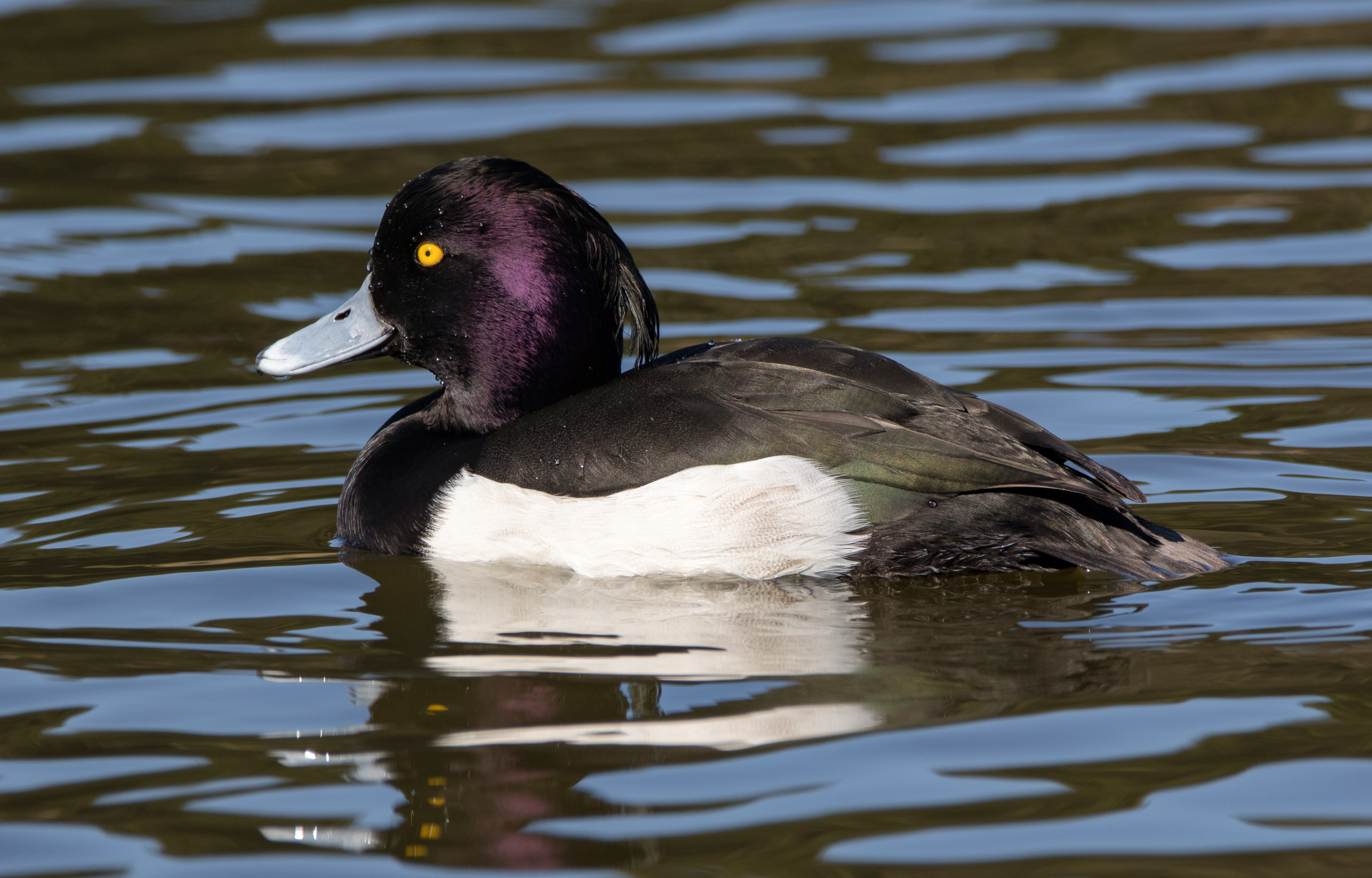 Tufted duck in Sakai, Osaka, February 2016