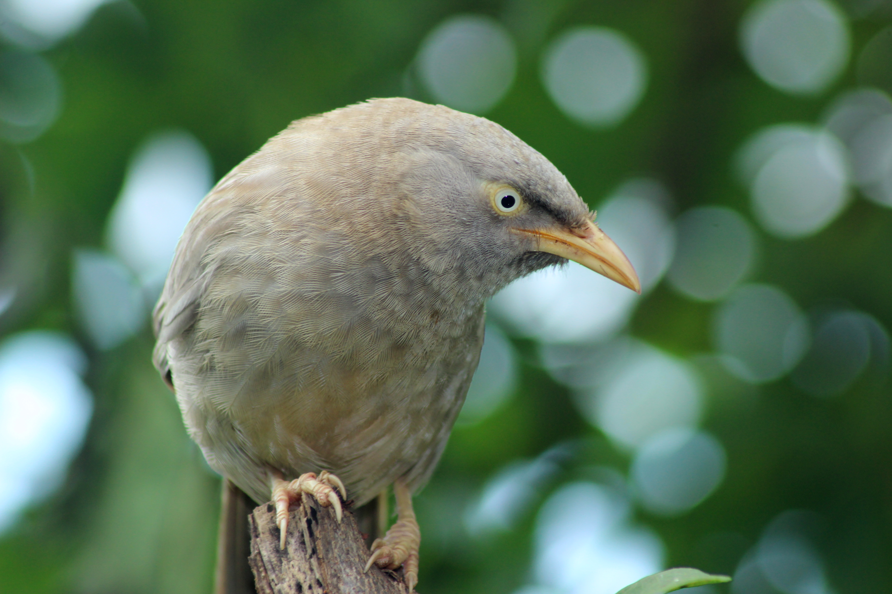 Turdoides striata (Jungle Babbler), Madhya Pradesh, India