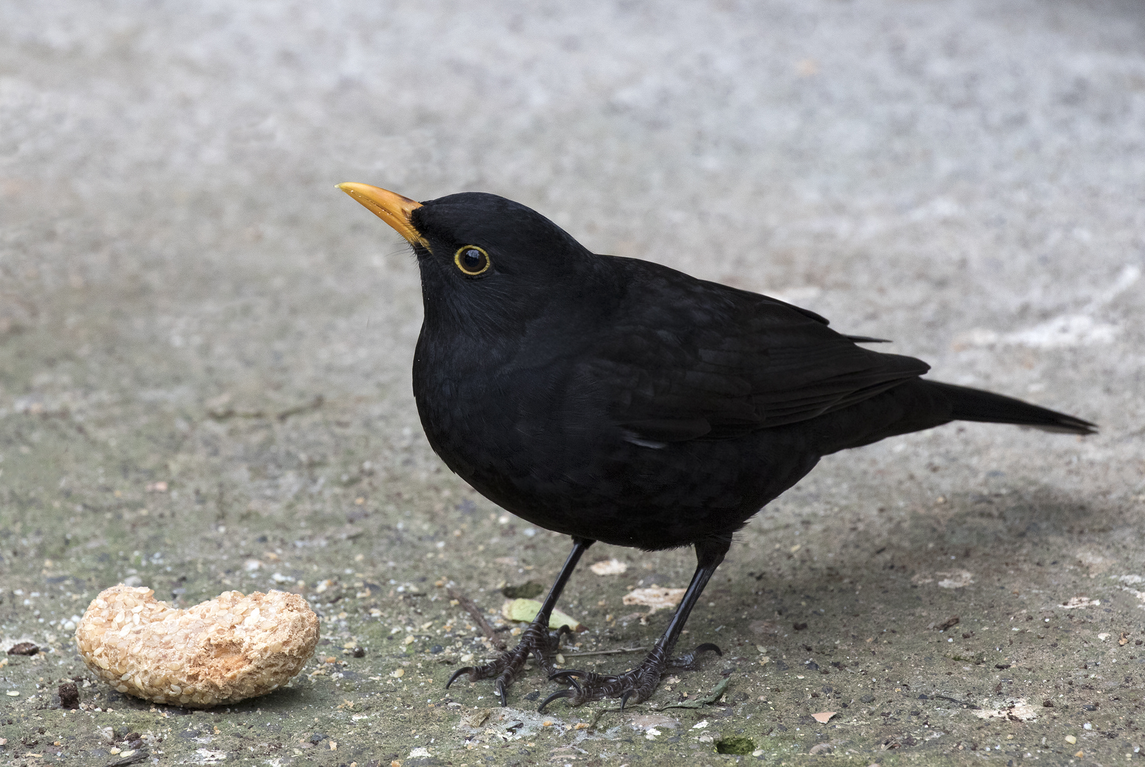 Turdus merula - Common blackbird - Karatavuk 11