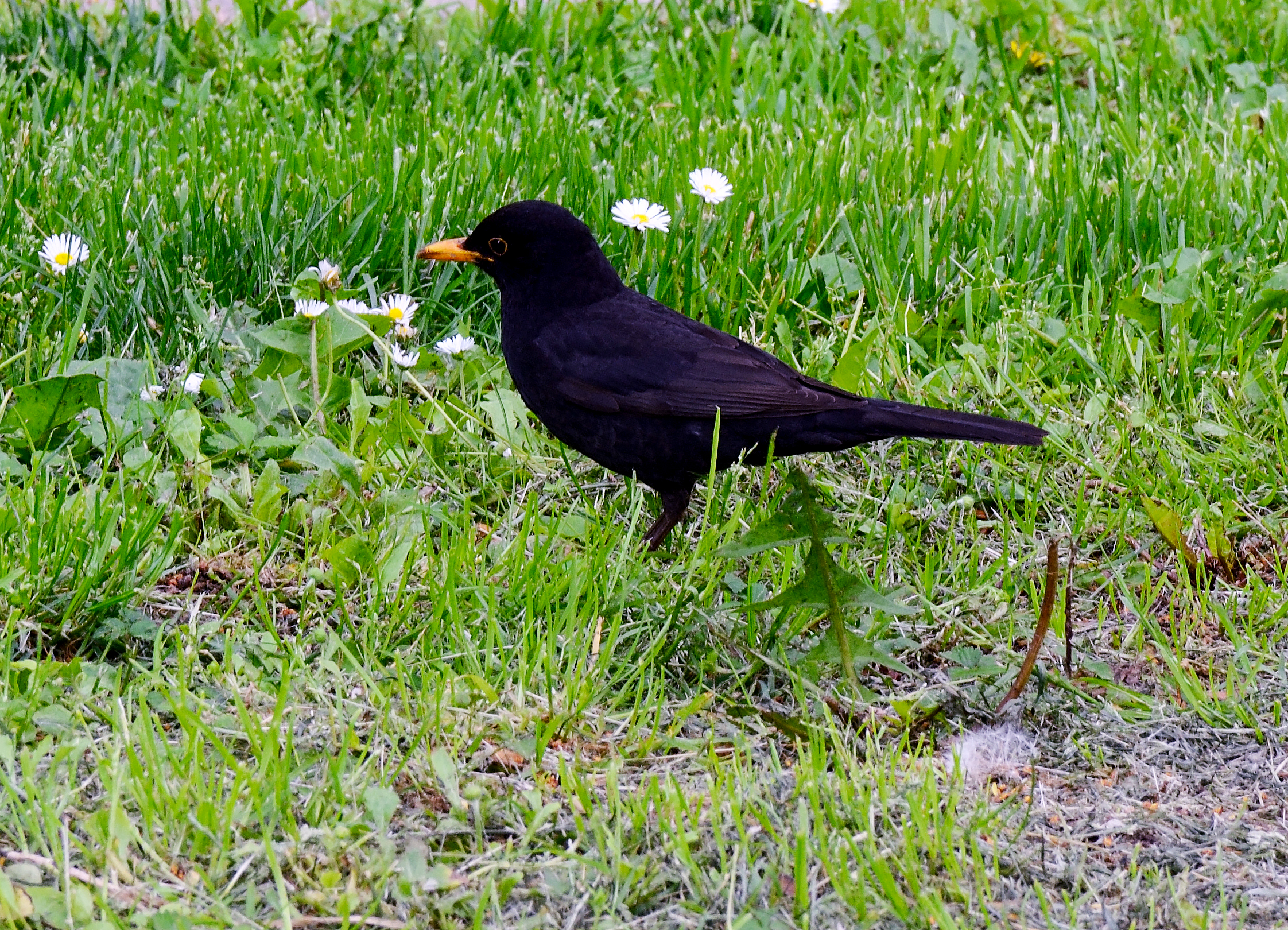 Turdus merula in Verona (Italia)