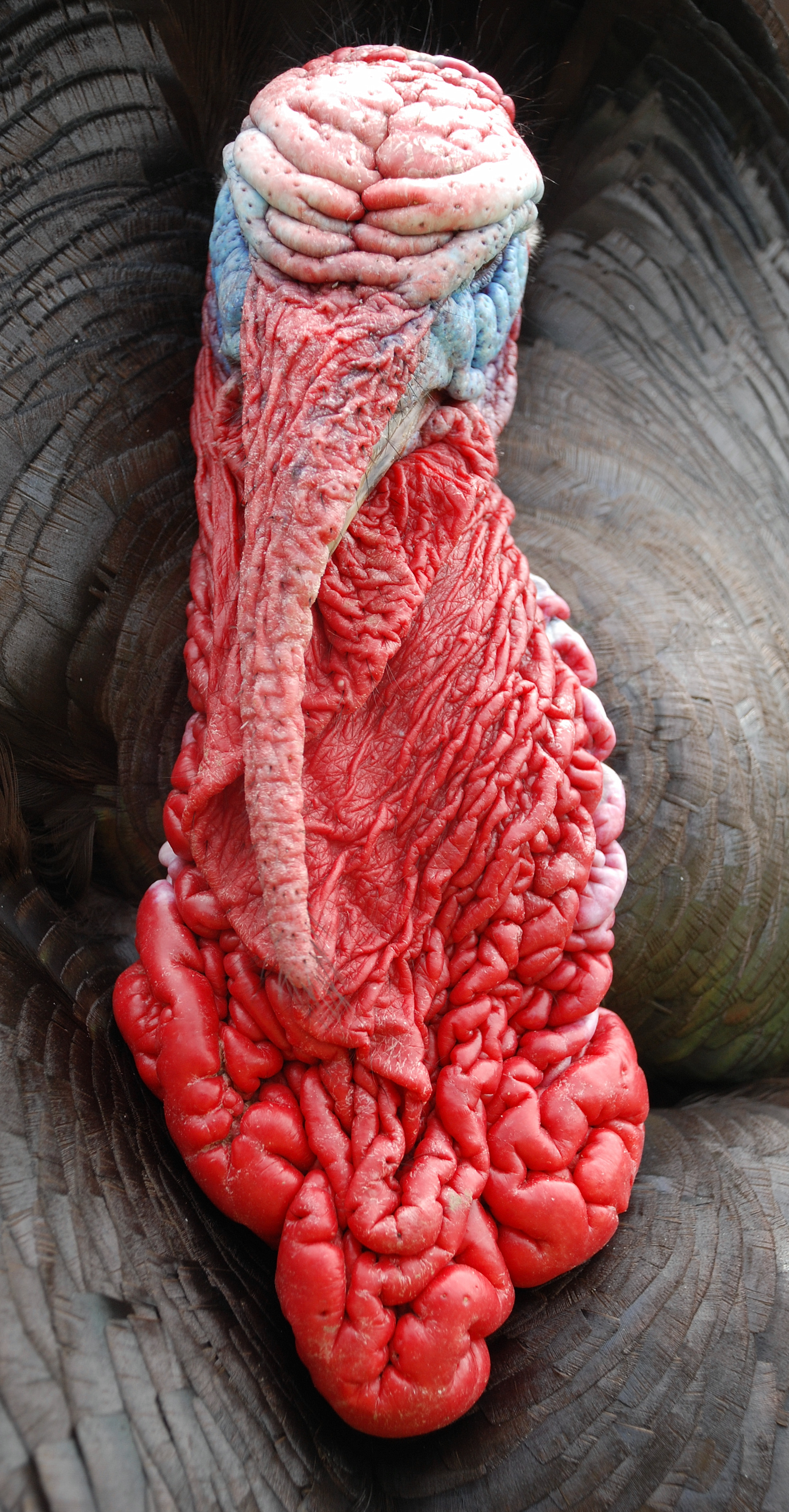 Turkey portret