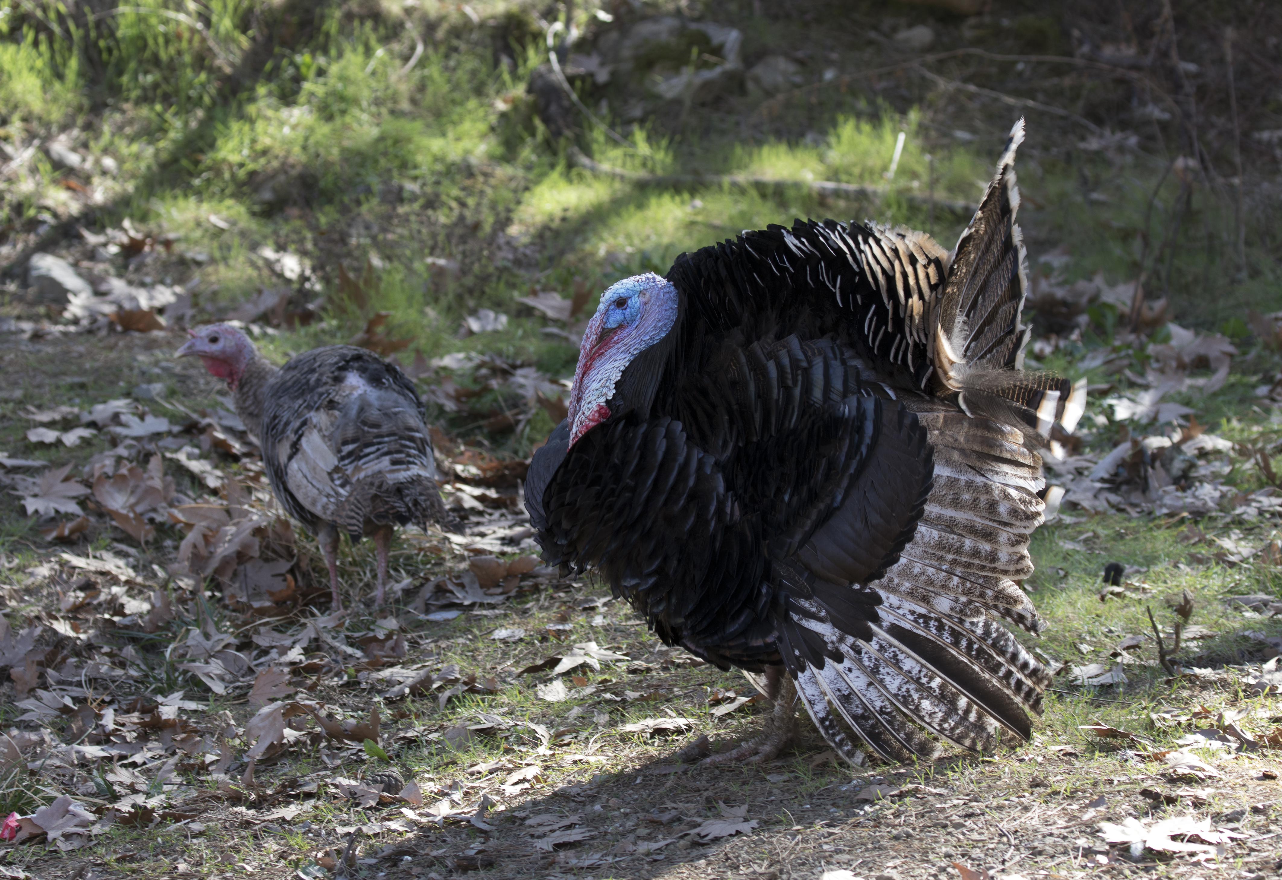 Turkeys - Hindiler 01