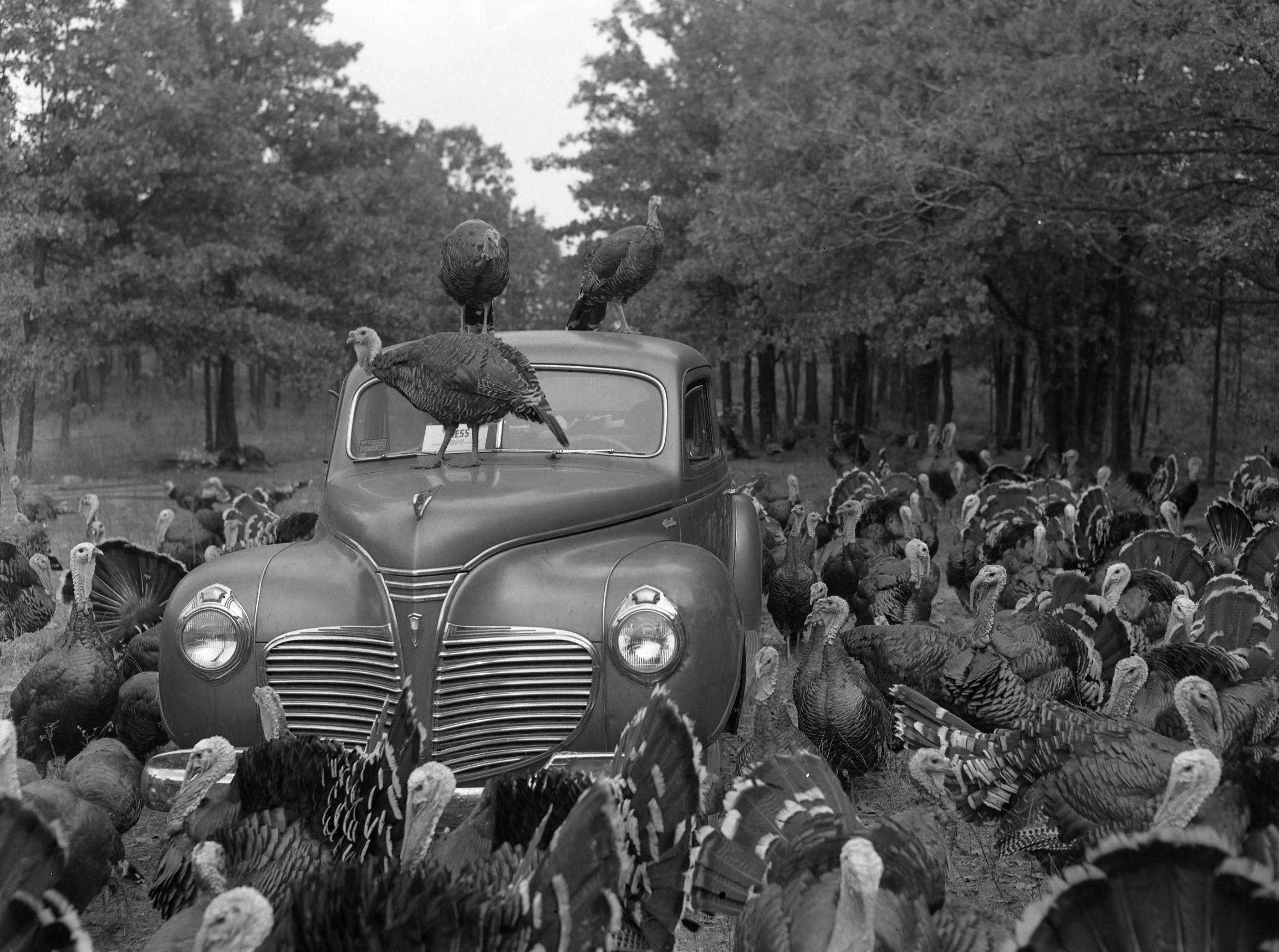 Turkeys (Missouri State Archives) (8204308664)