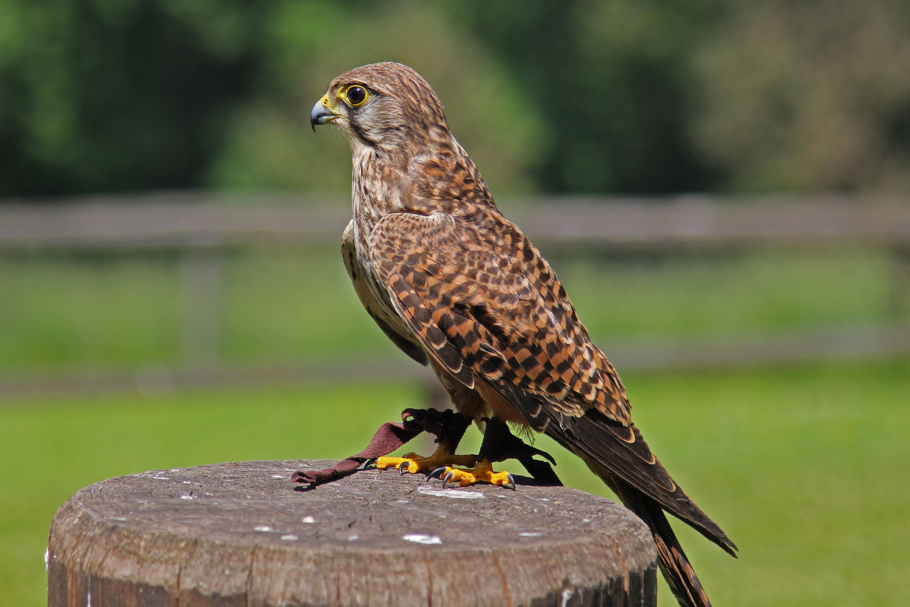 Turmfalke kasselburg