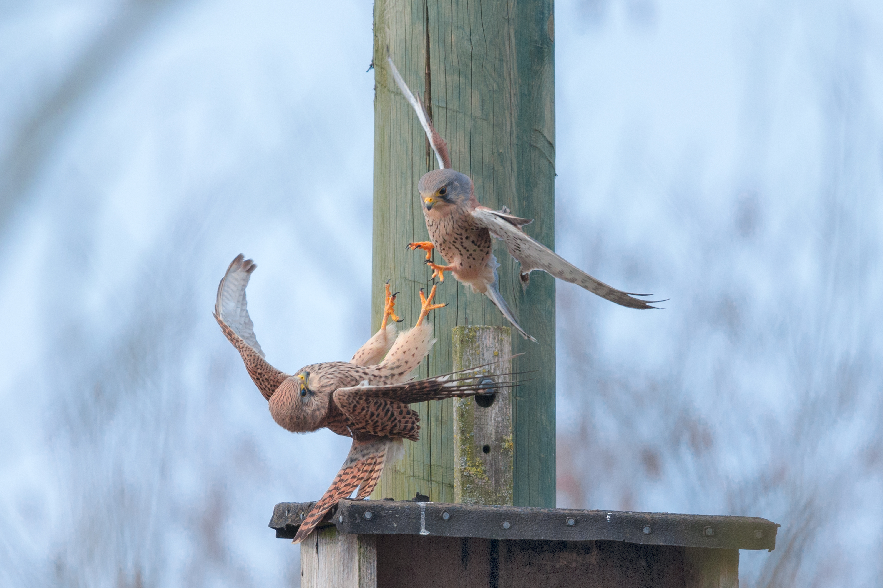 Turmfalke maennchen