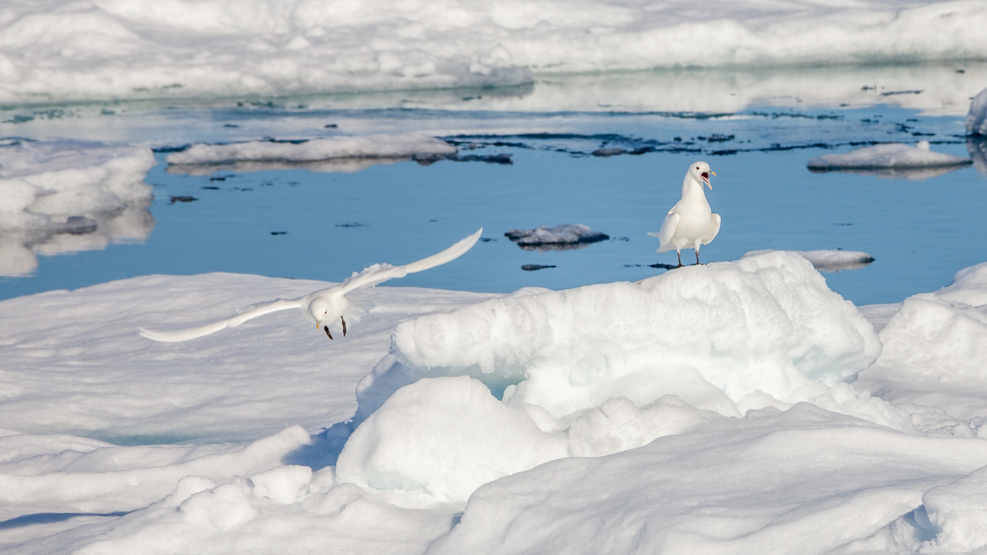 Two Ivory gulls in the drift ice of the arctic
