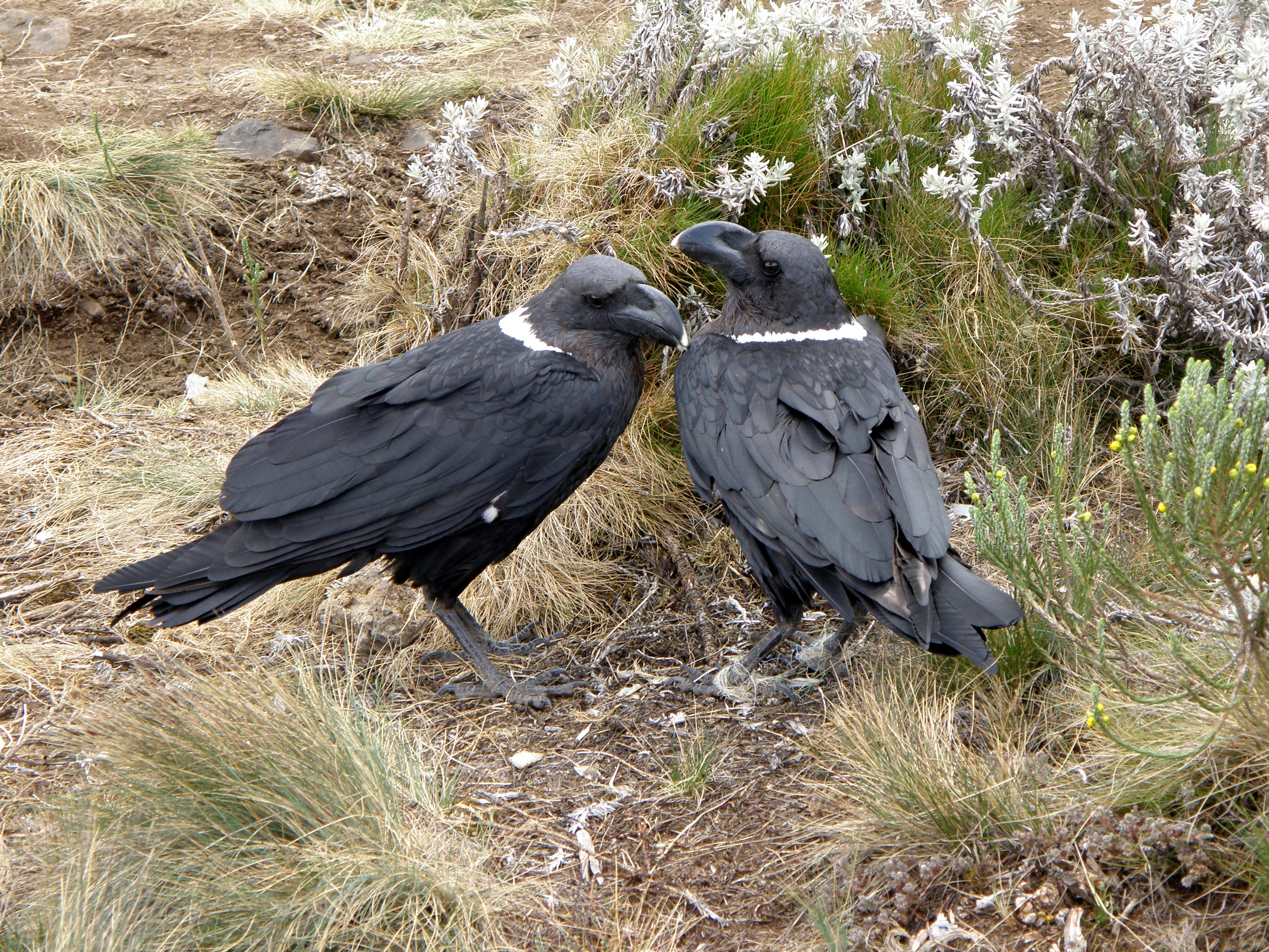 Two white-necked raven