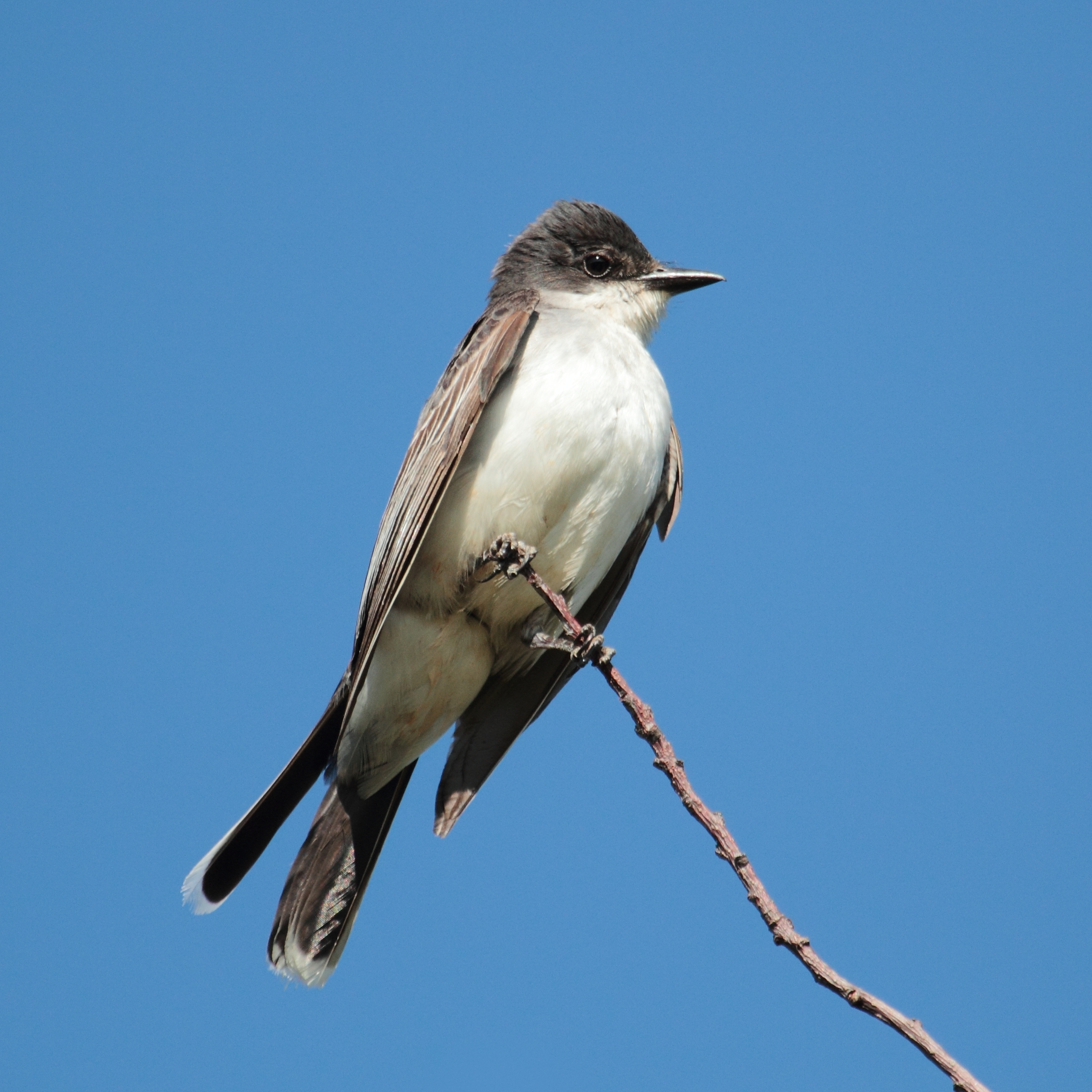 Tyrannus tyrannus CT