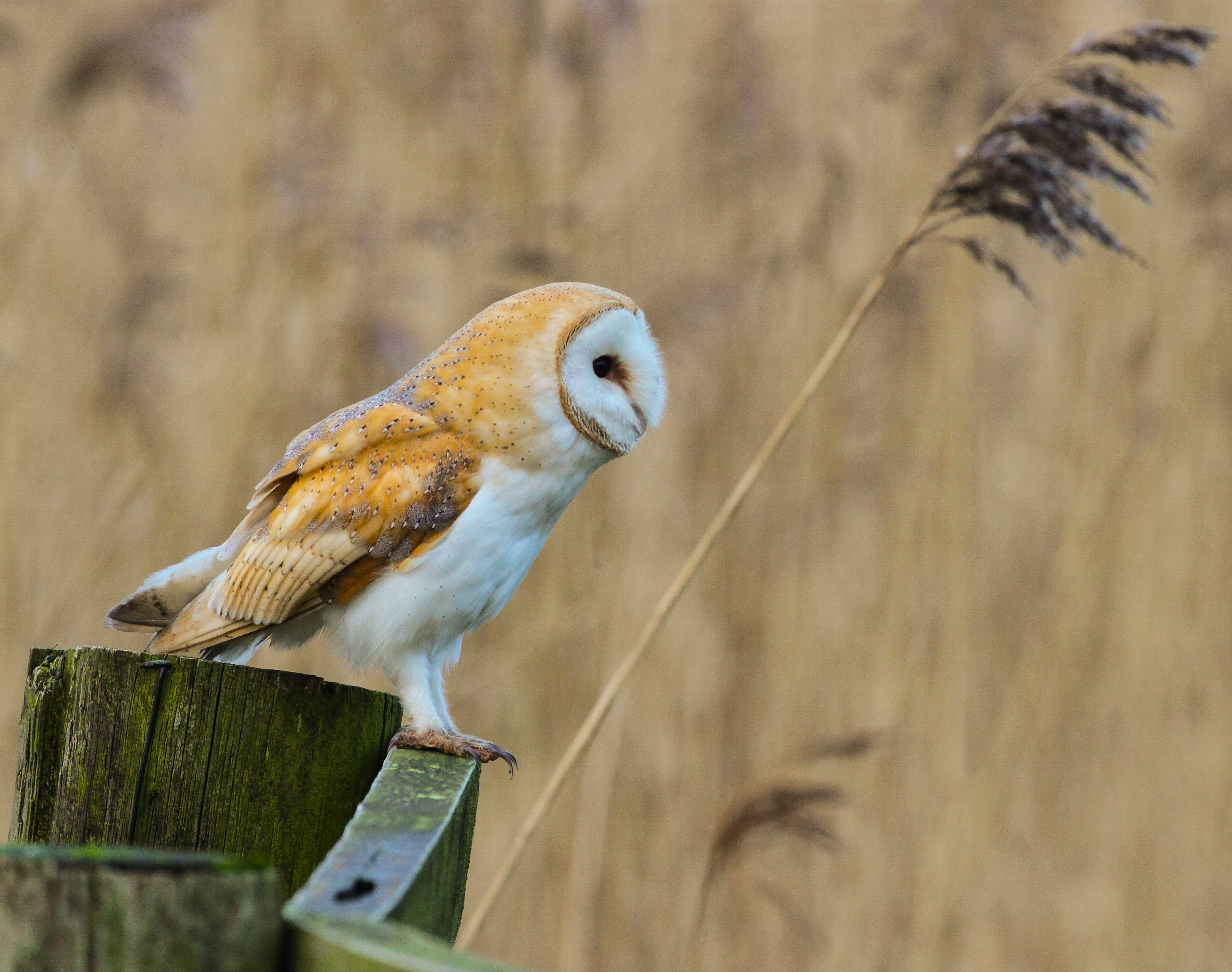 Tyto alba tylluan wen
