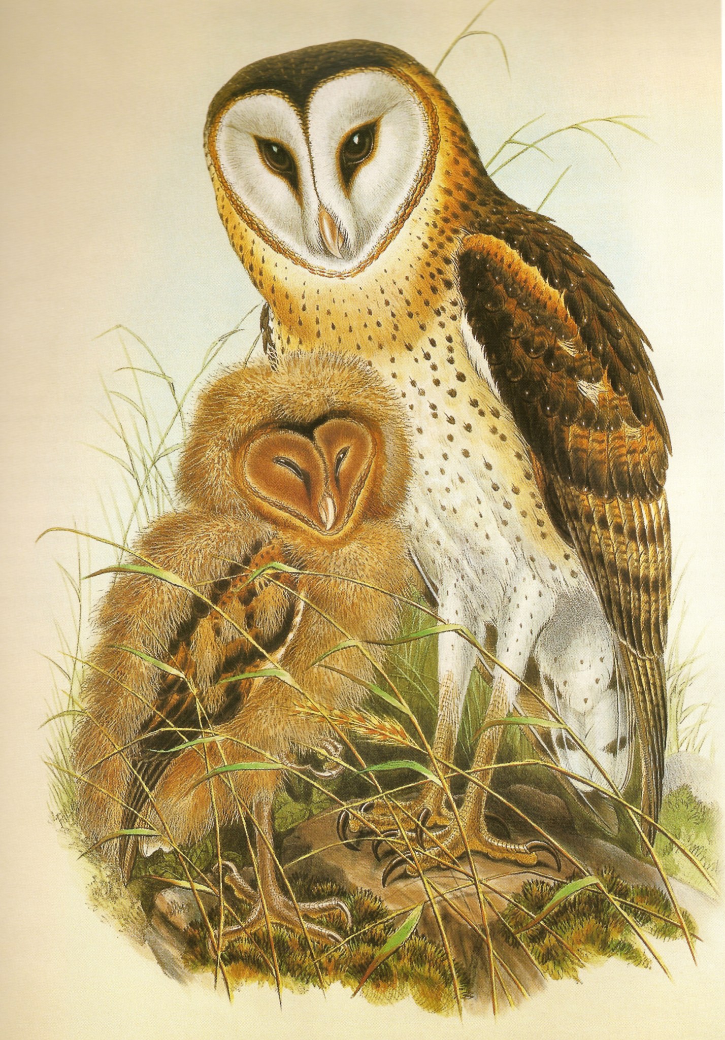 TytoCapensisGould