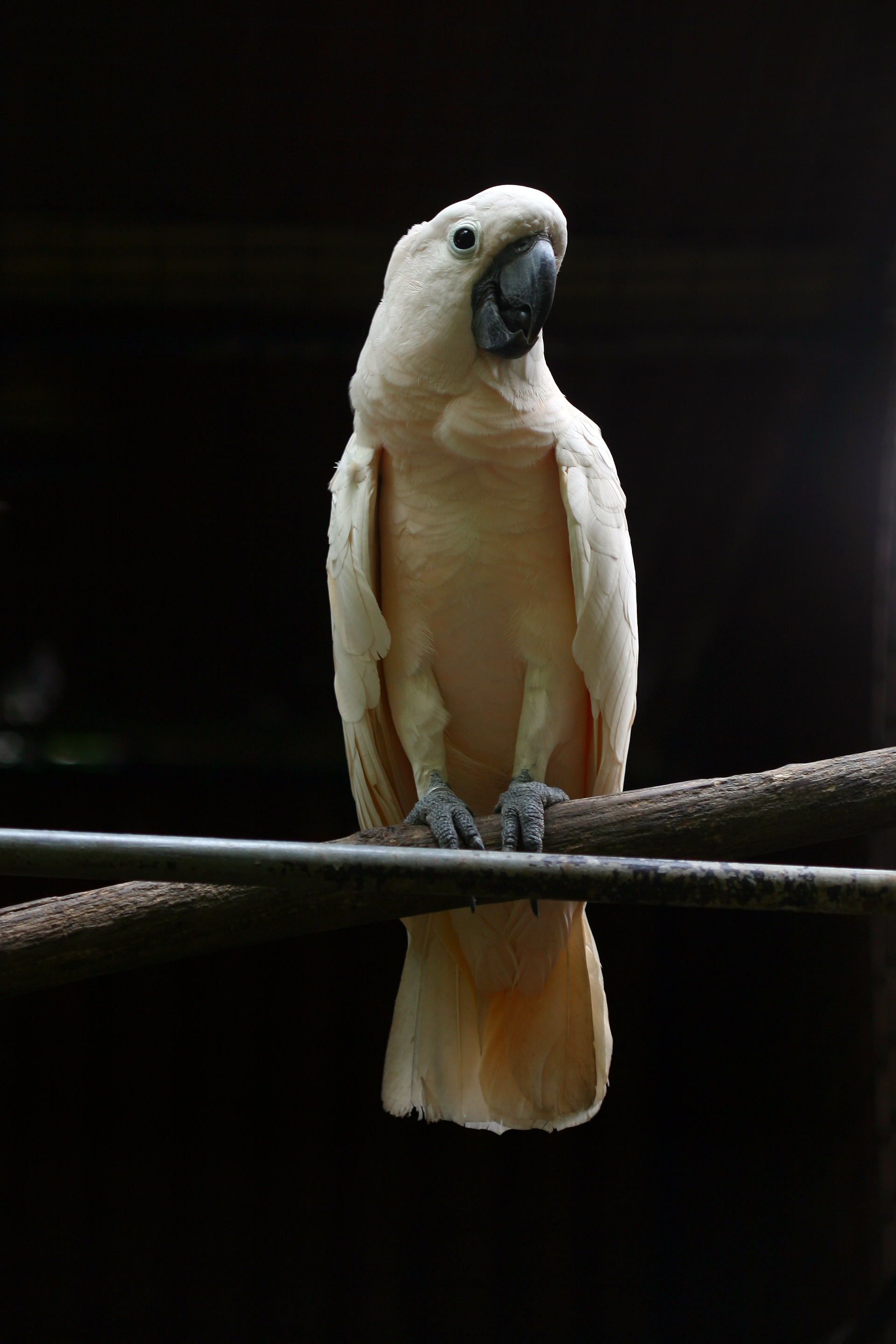 Unknown Bird 6
