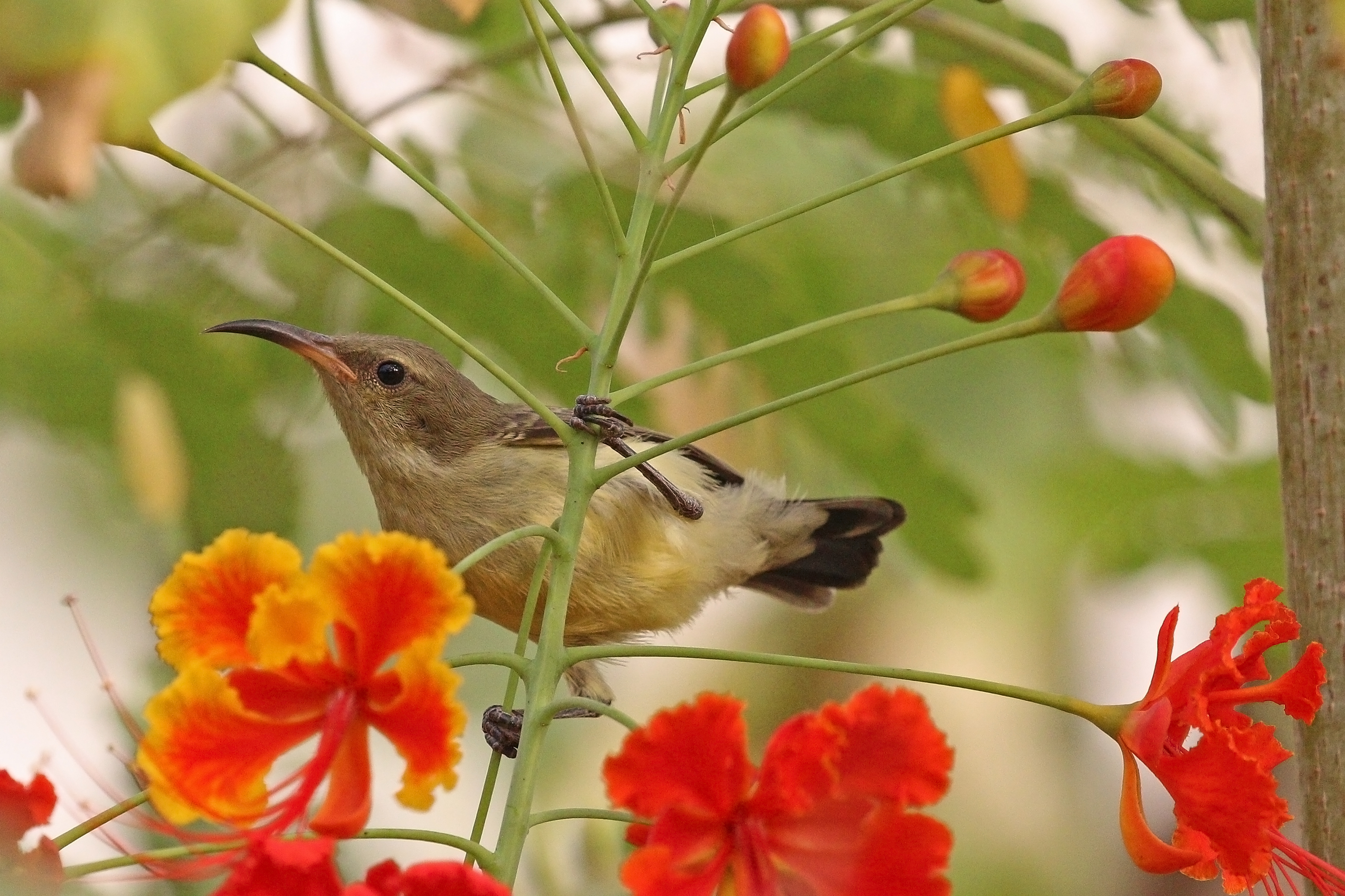 Variable sunbird (Cinnyris venustus venustus) female