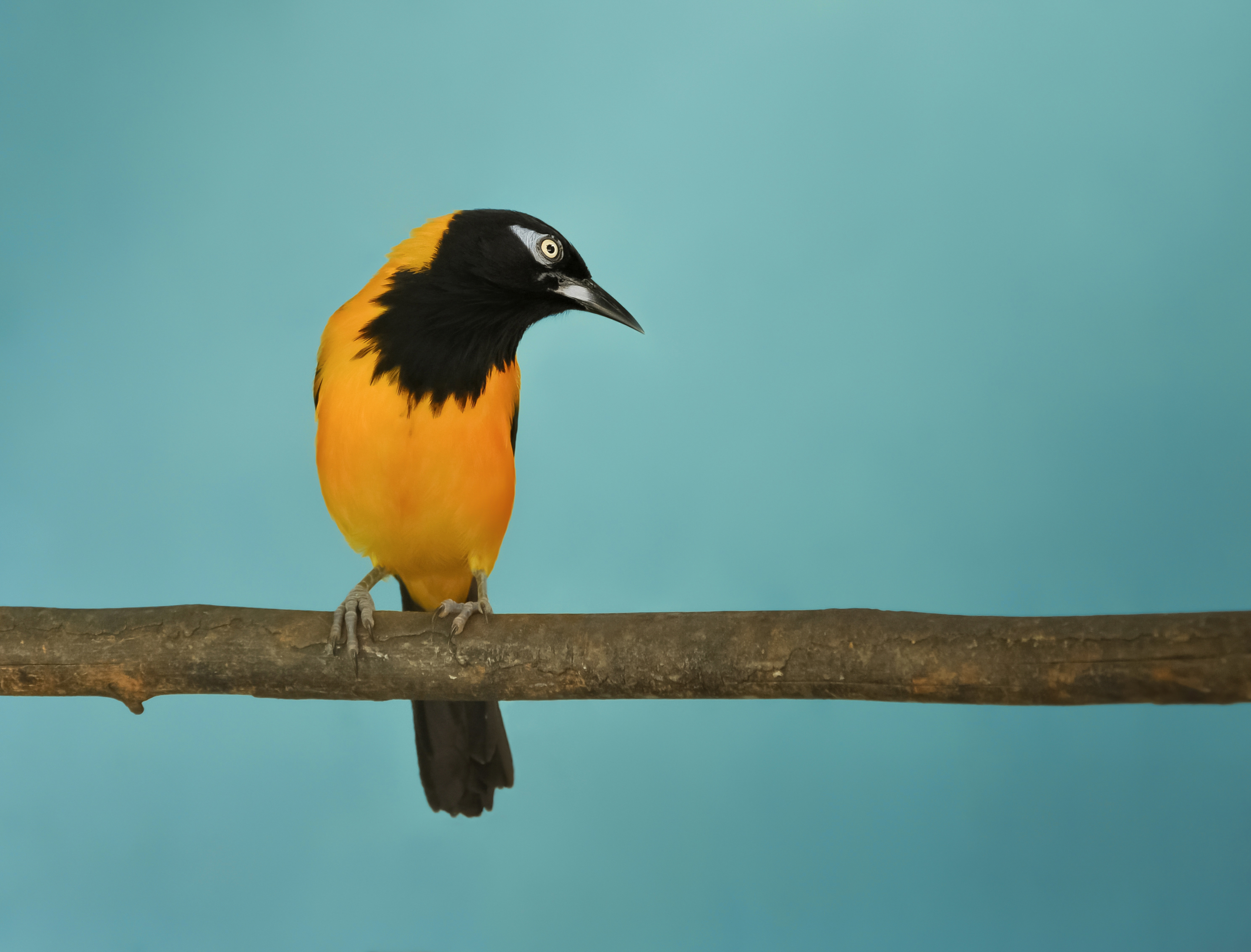 Venezuelan Troupial - Icterus icterus