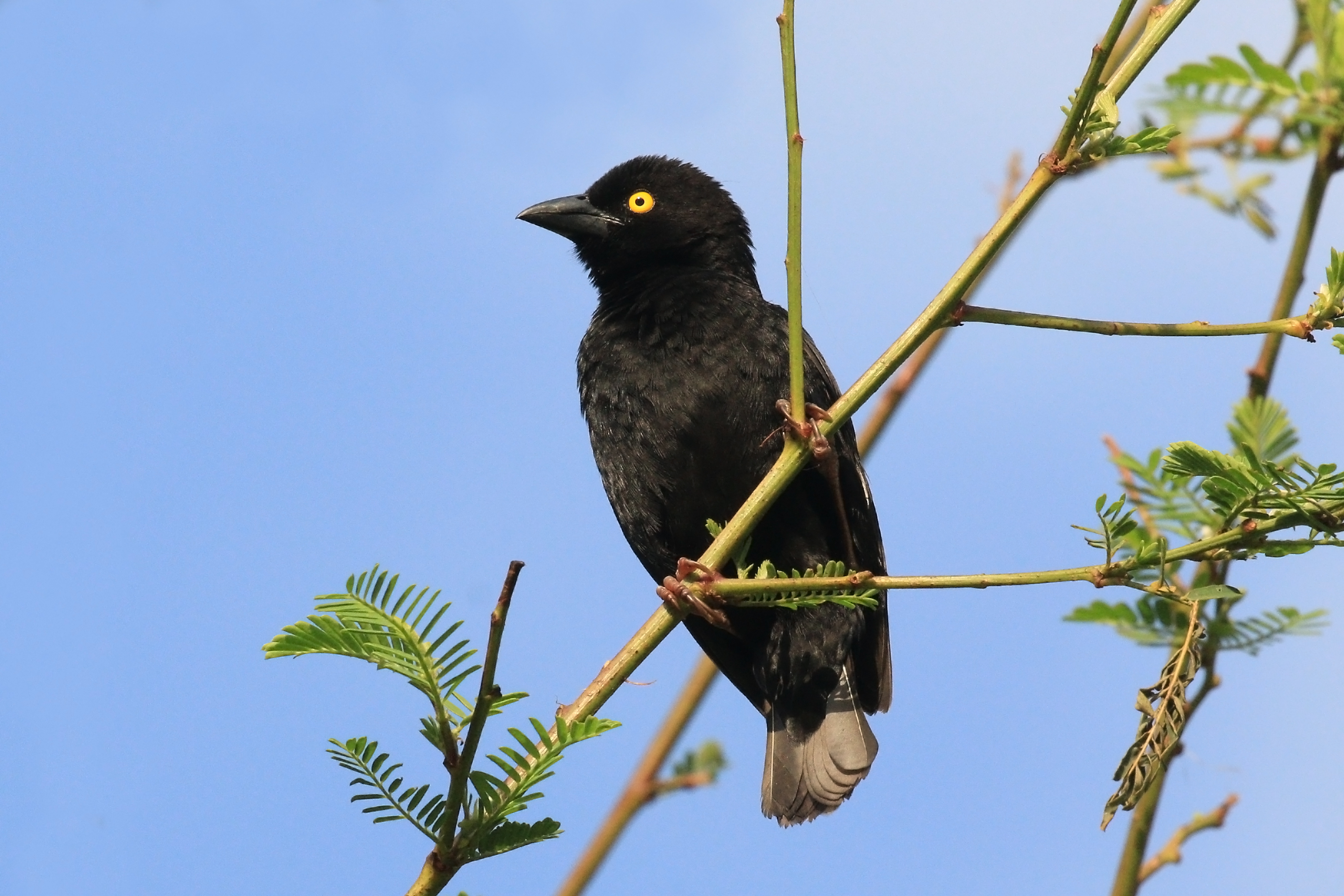Vieillot's black weaver (Ploceus nigerrimus nigerrimus)