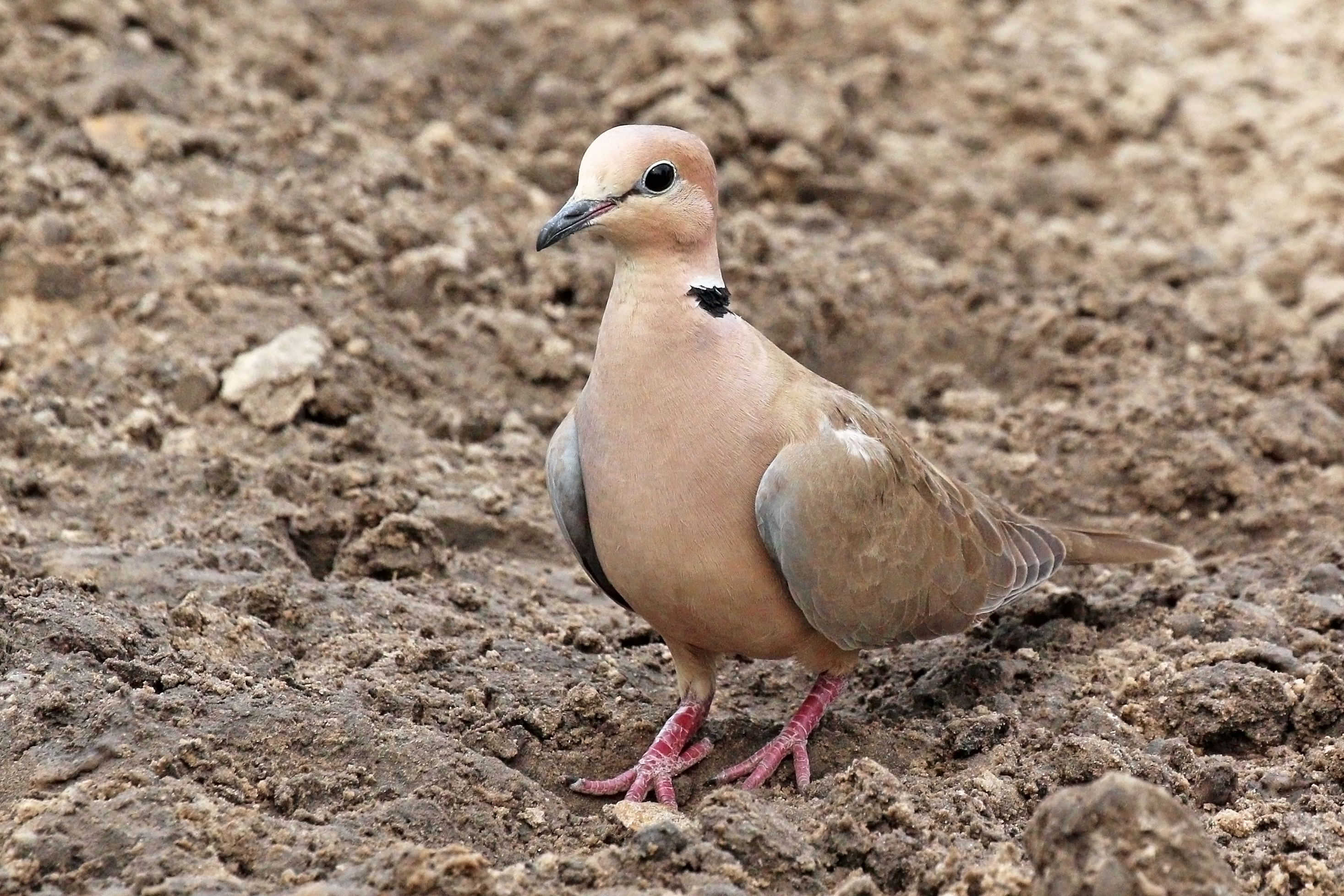 Vinaceous dove (Streptopelia vinacea)