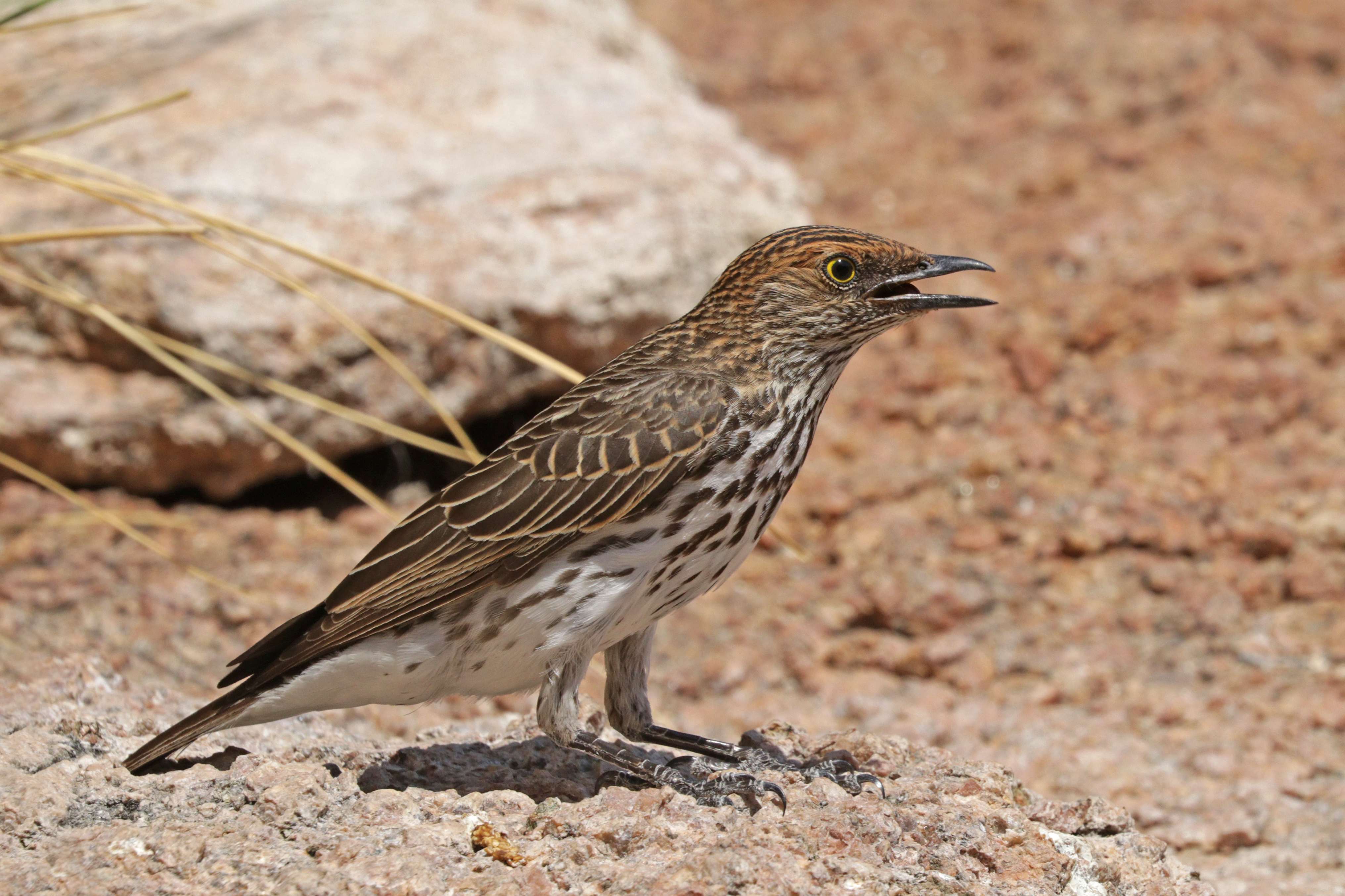 Violet-backed starling (Cinnyricinclus leucogaster verreauxi) female