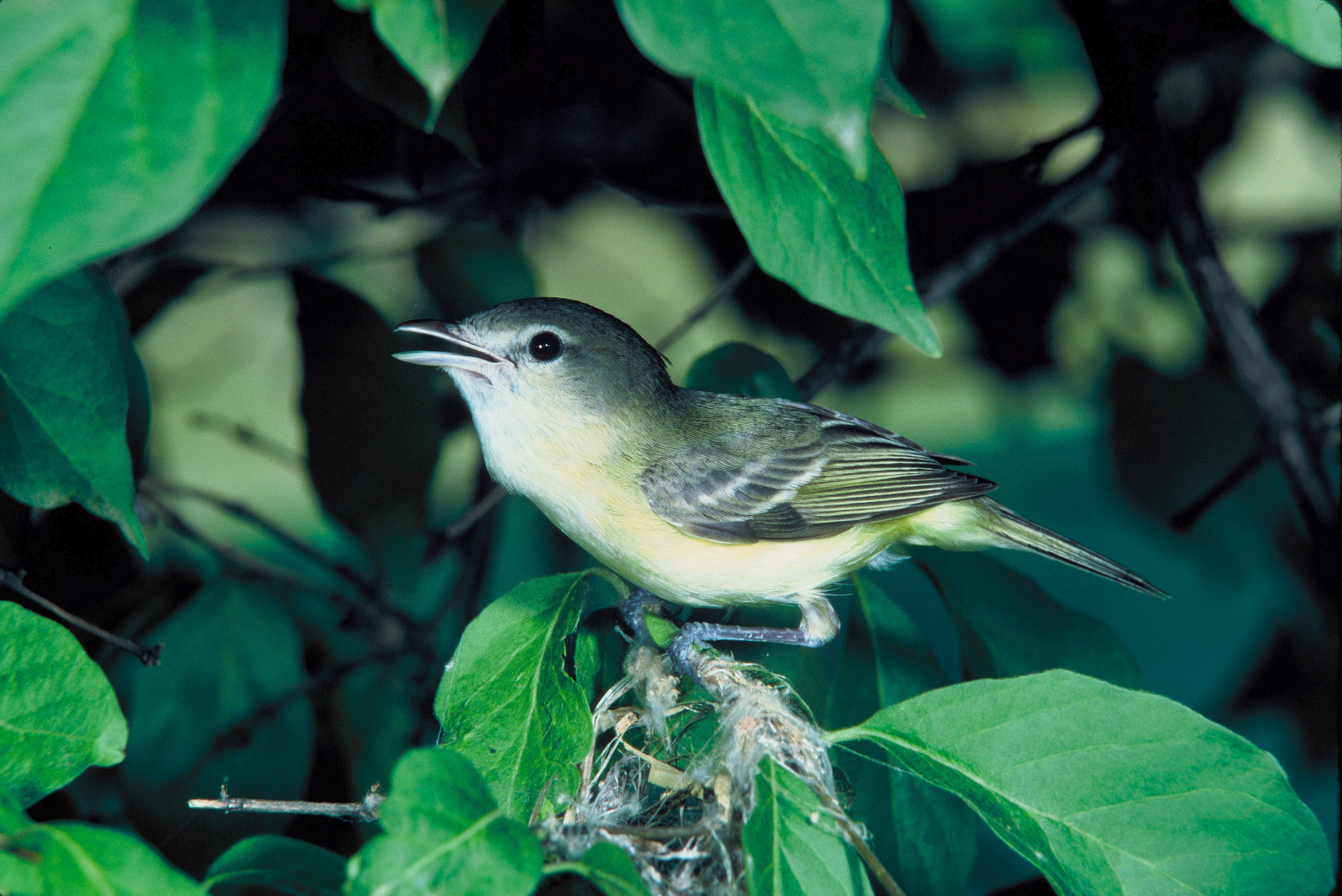 Vireo bellii1