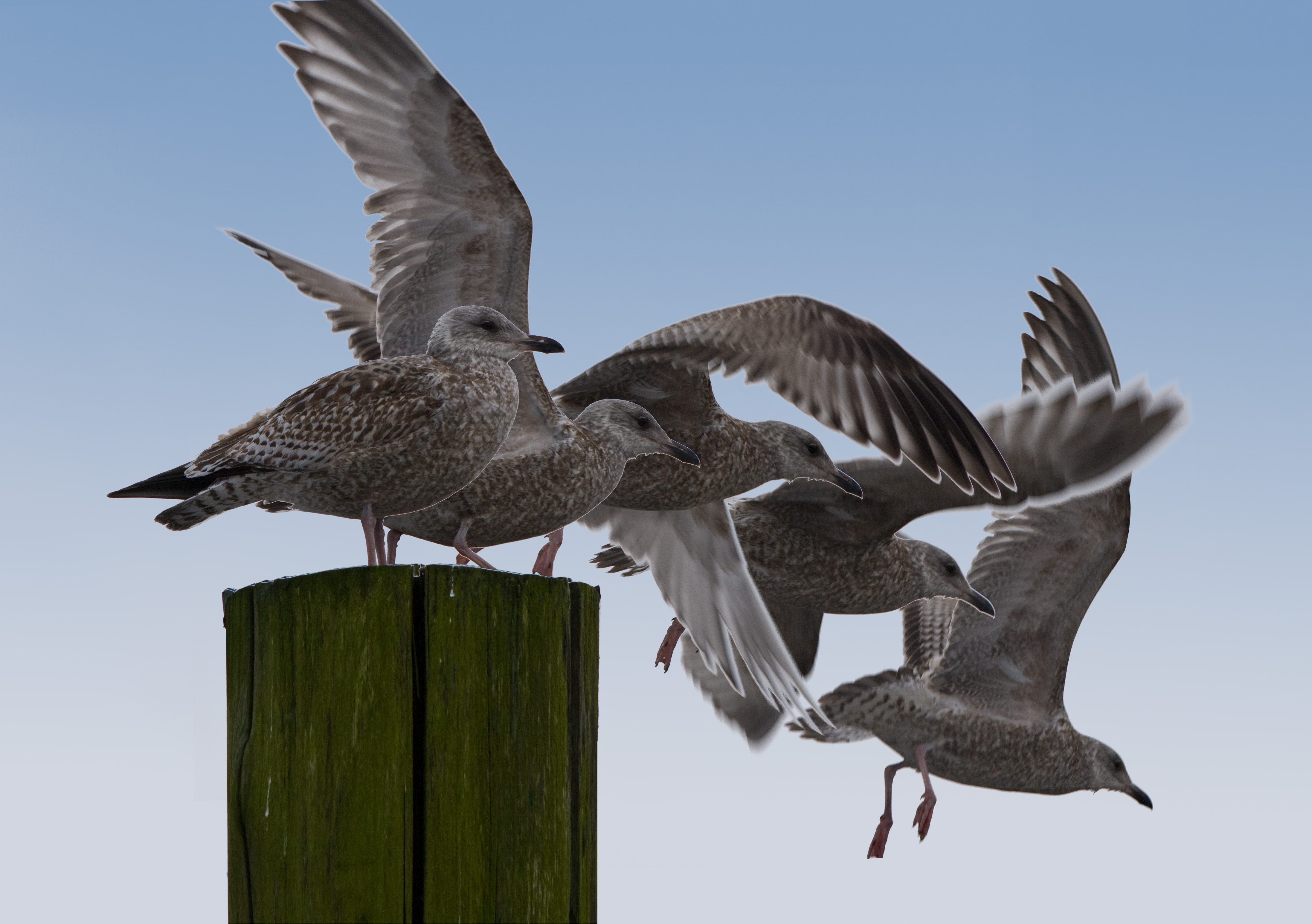 Vogelflug
