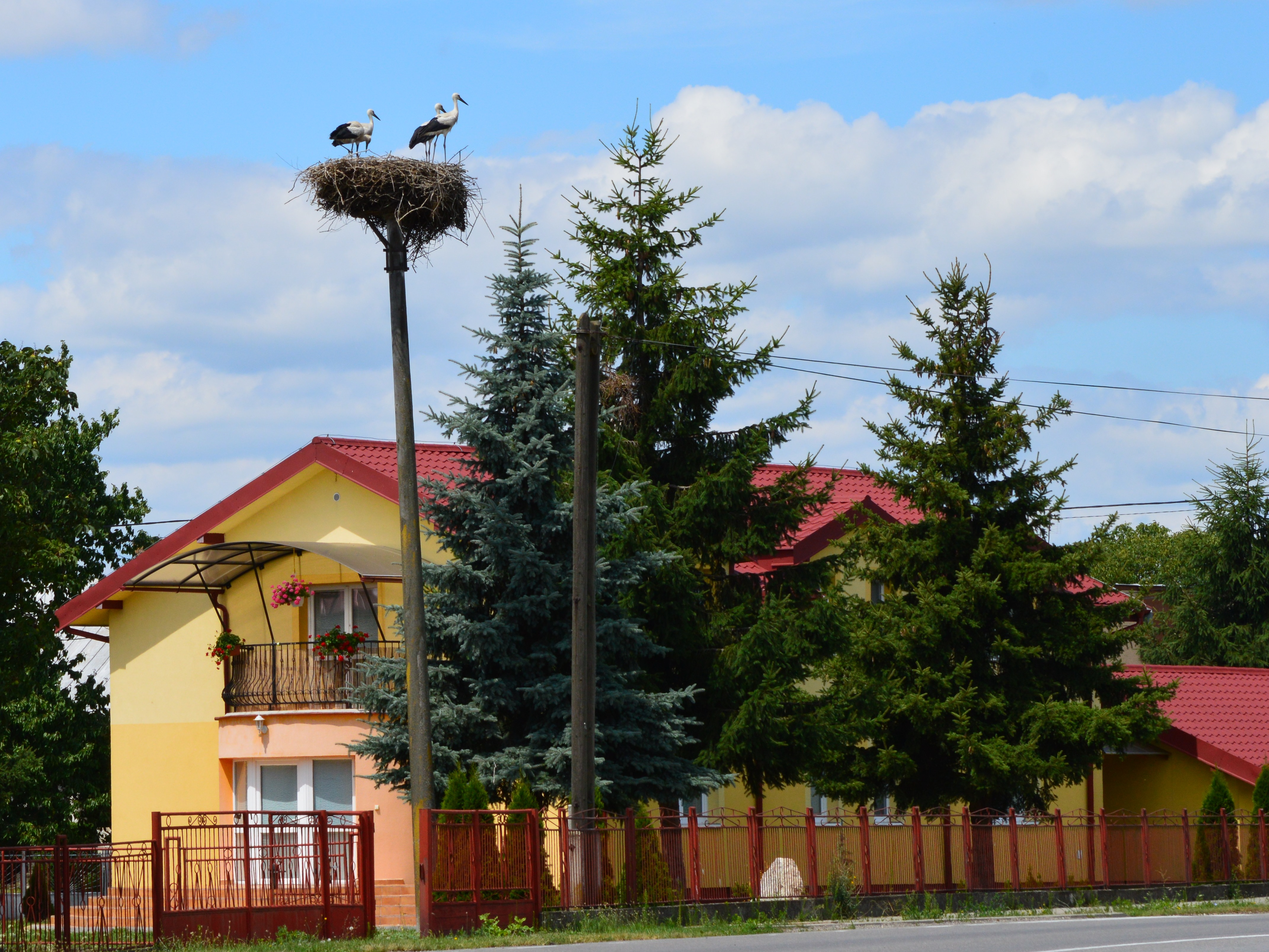 Vola Storks 06