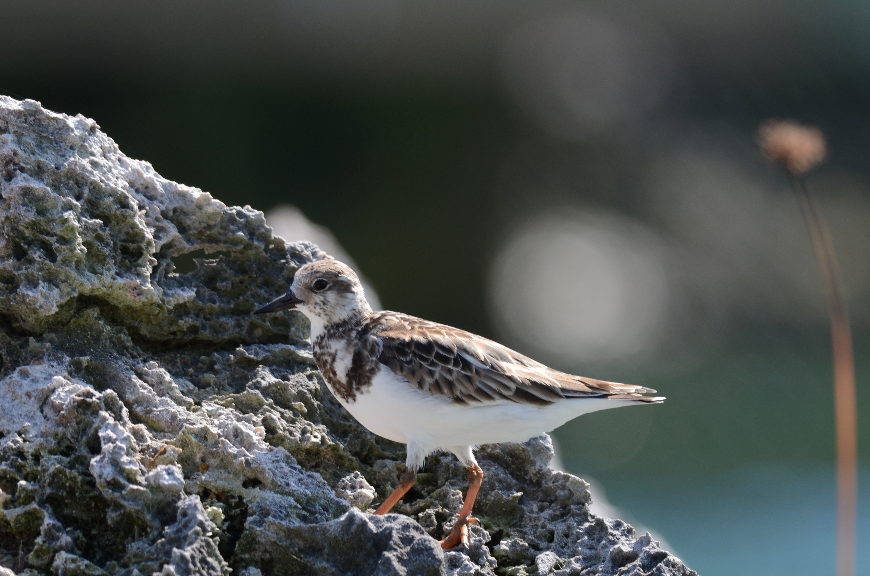 Vuelvepiedras Rojizo, Ruddy Turnstone, Arenaria interpres (11060801263)