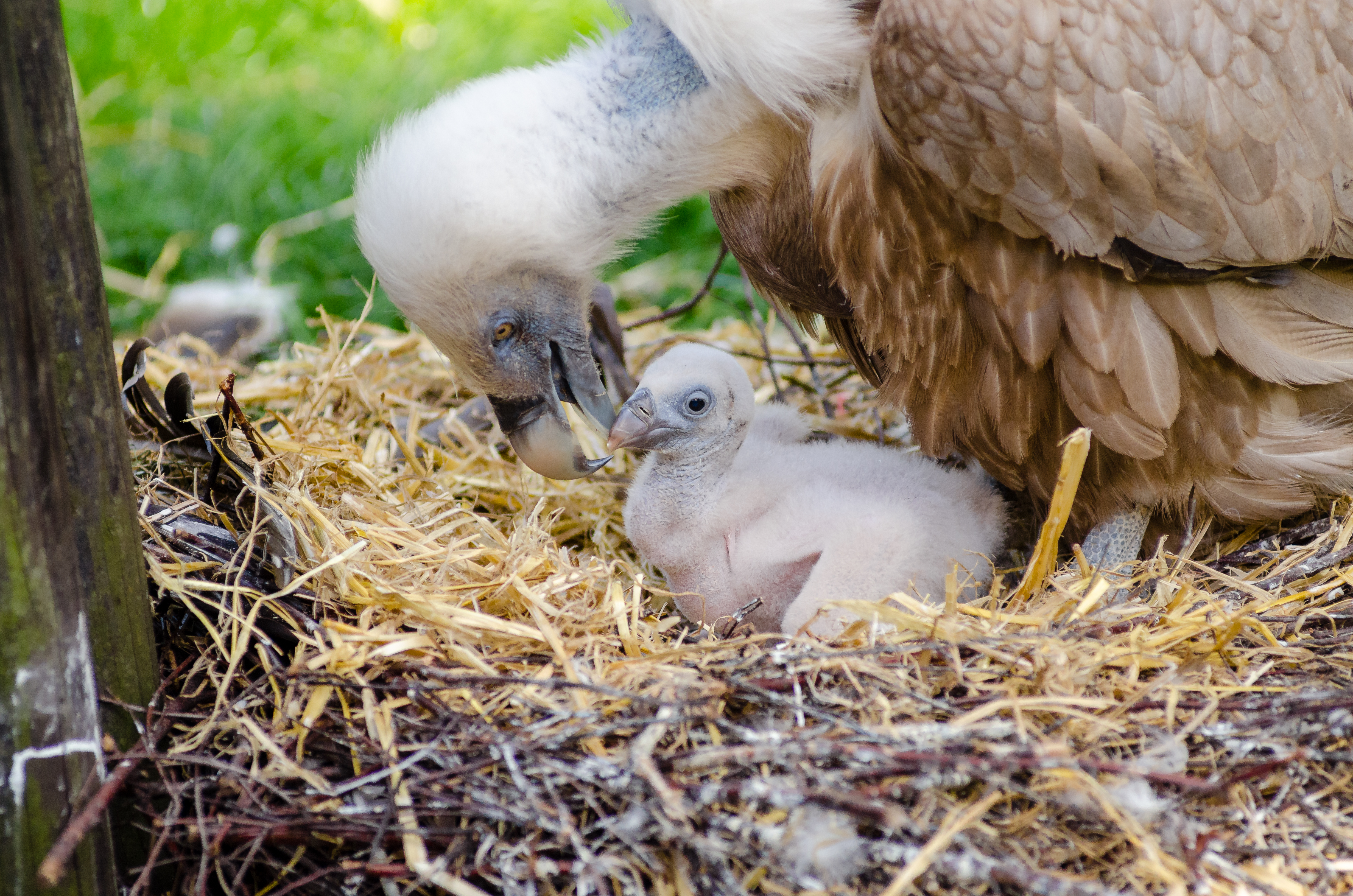 Vulture (26041910363)